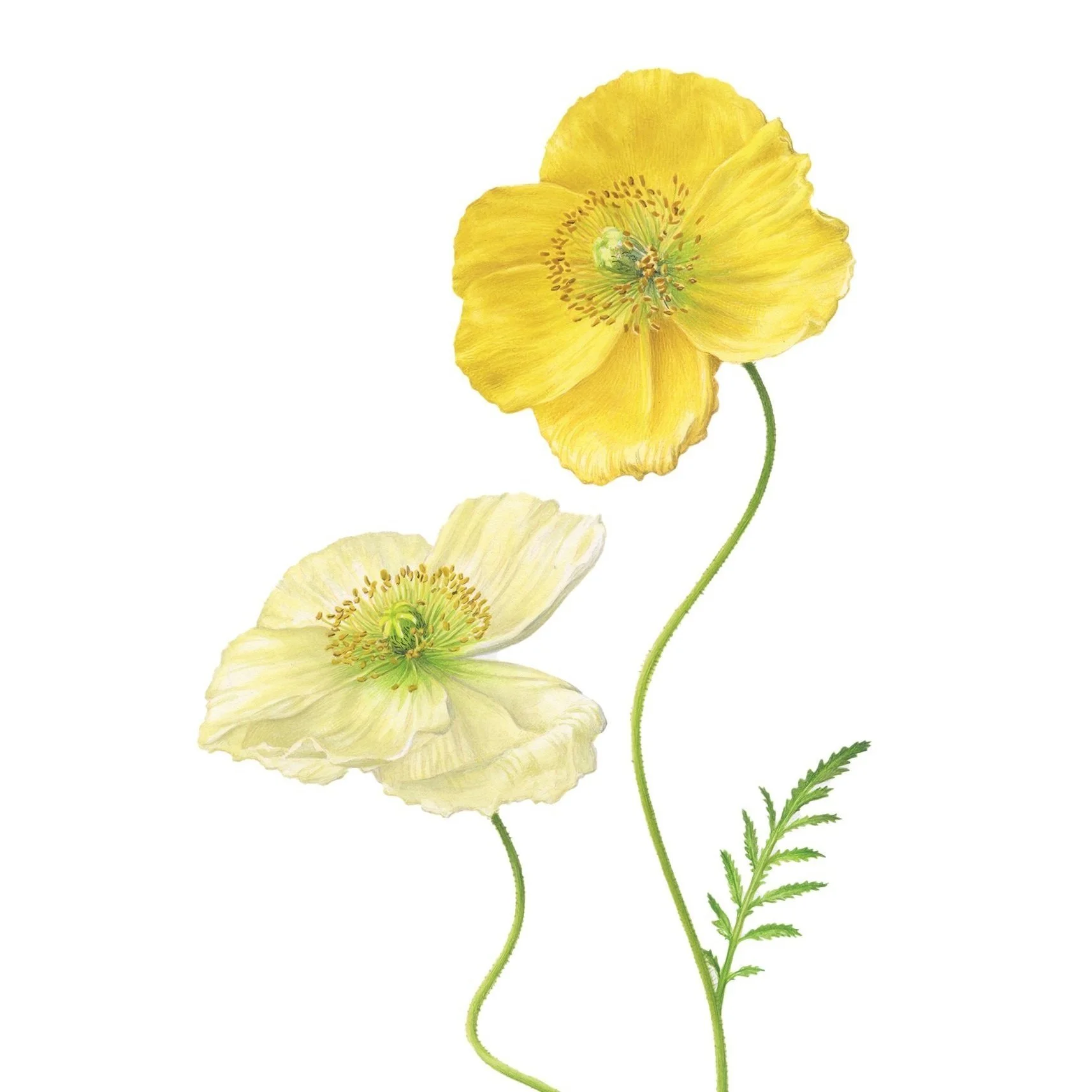 Italian%2BPoppy%2B3%2B200dpi.jpg