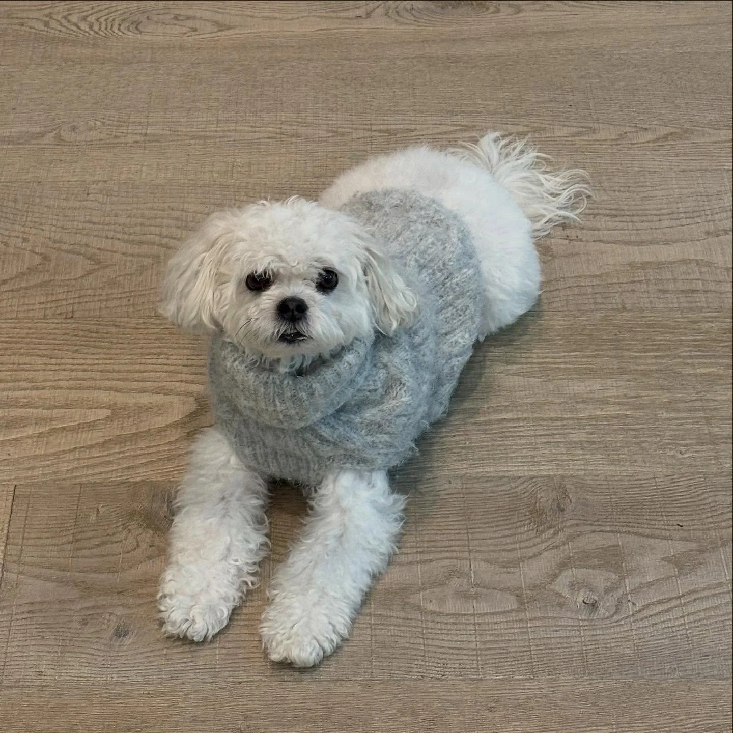 Sweater weather 🍂🍁🍃