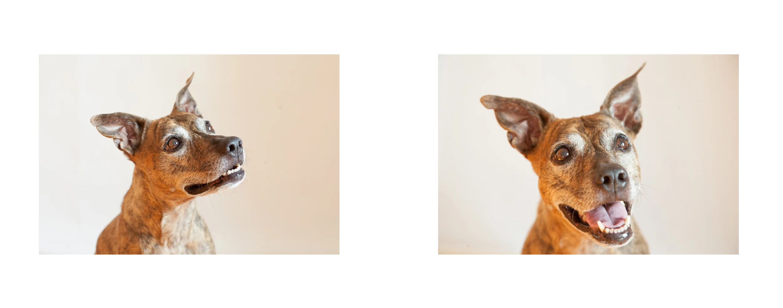 Frankie.jpg