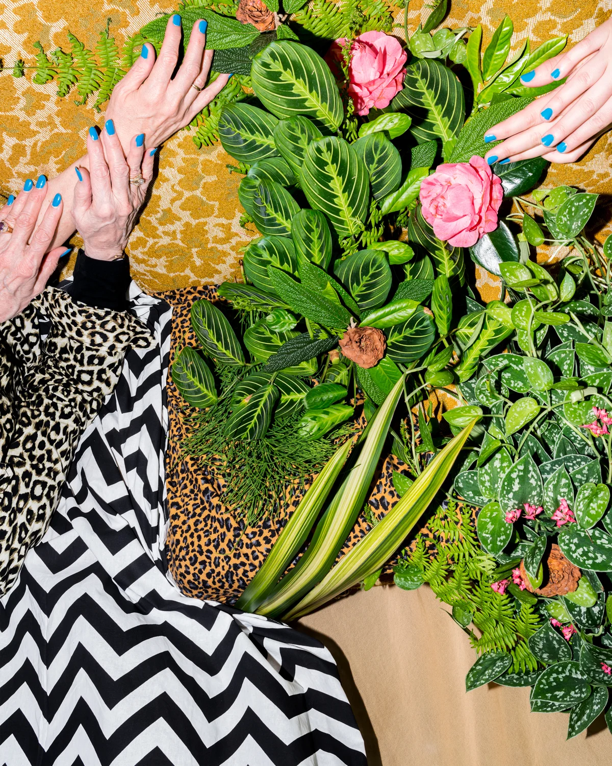  Hands and Houseplants  