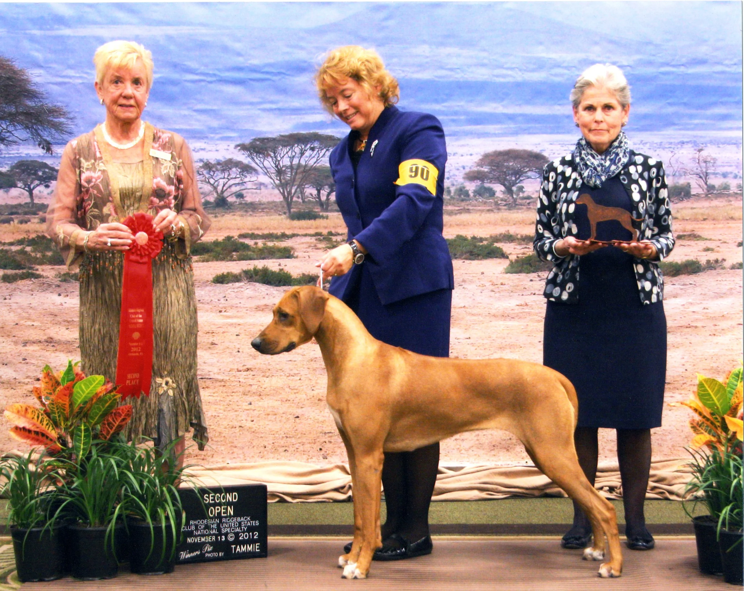 adili rhodesian ridgebacks