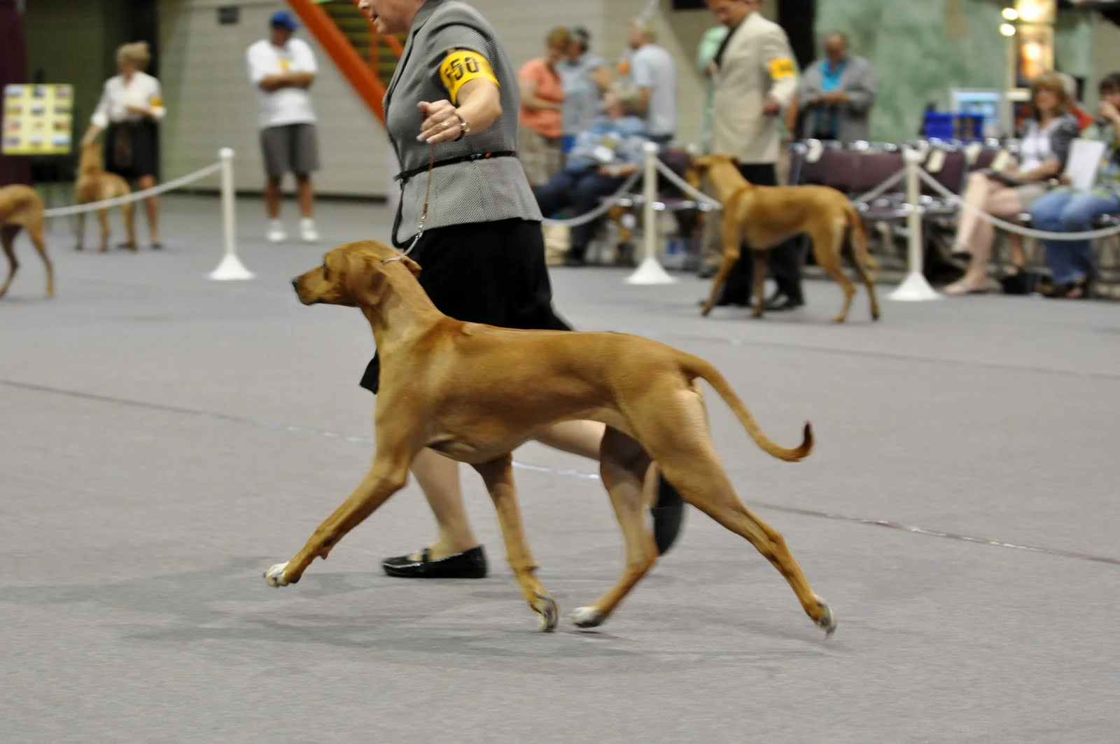adili rhodesian ridgebacks