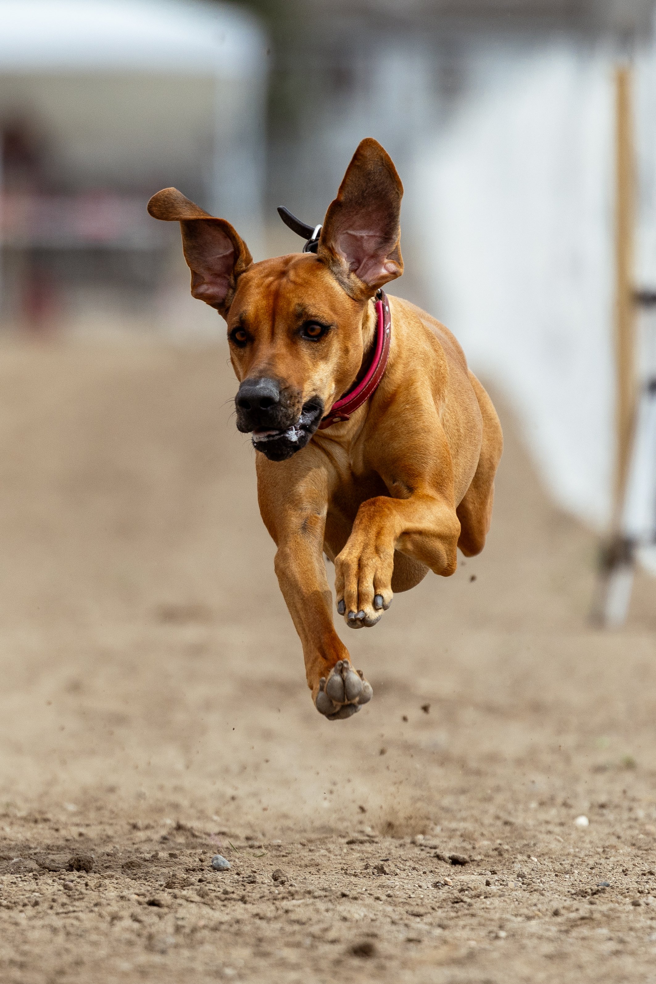 charlottewithdogs-trudy-ridgeback-3682.jpg