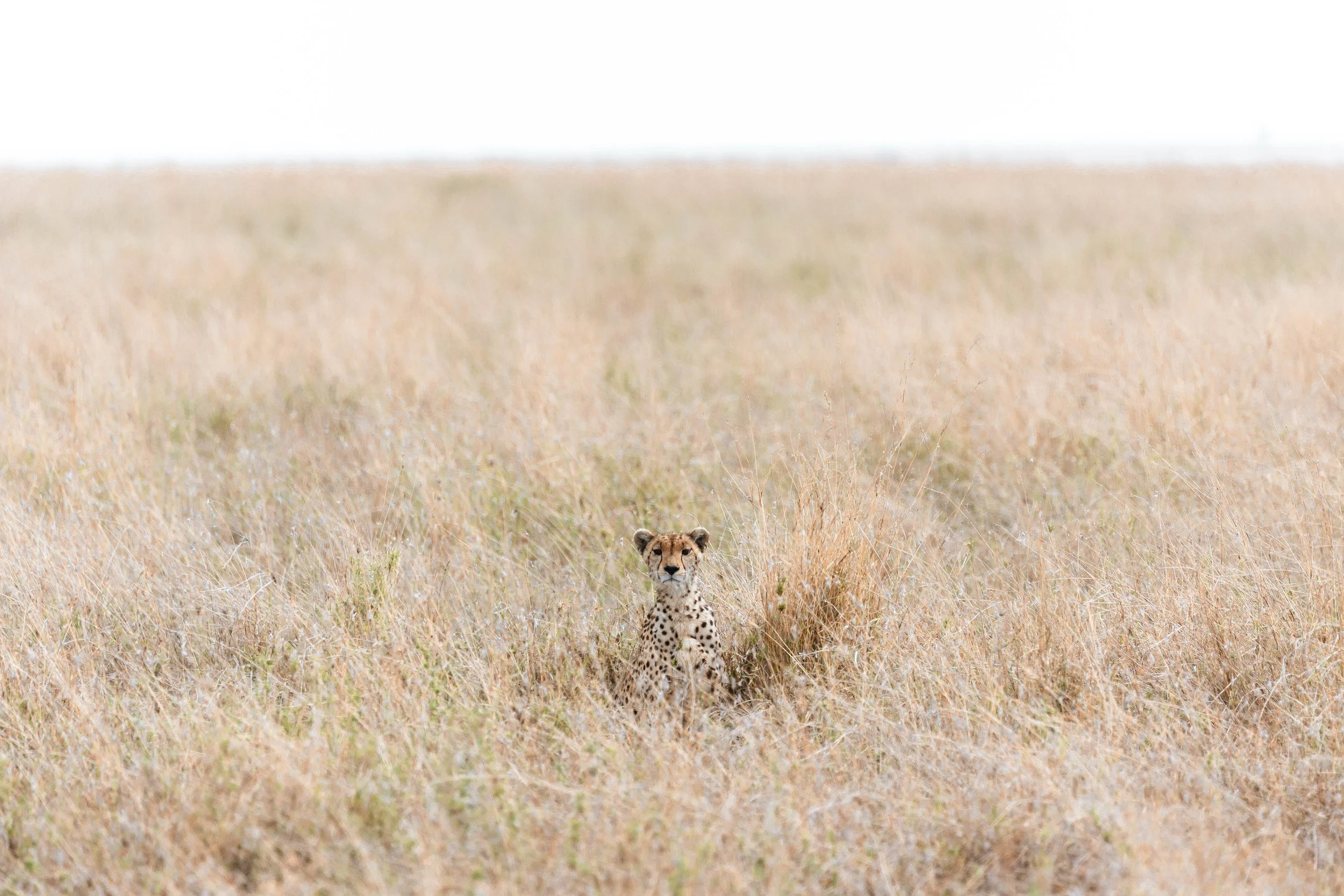 Tanzania