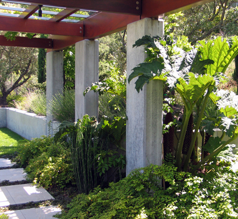 Downs Gunneras-Arbor2.jpg