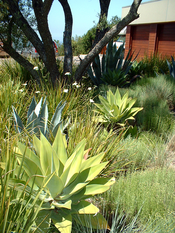 Downs Planting3.jpg