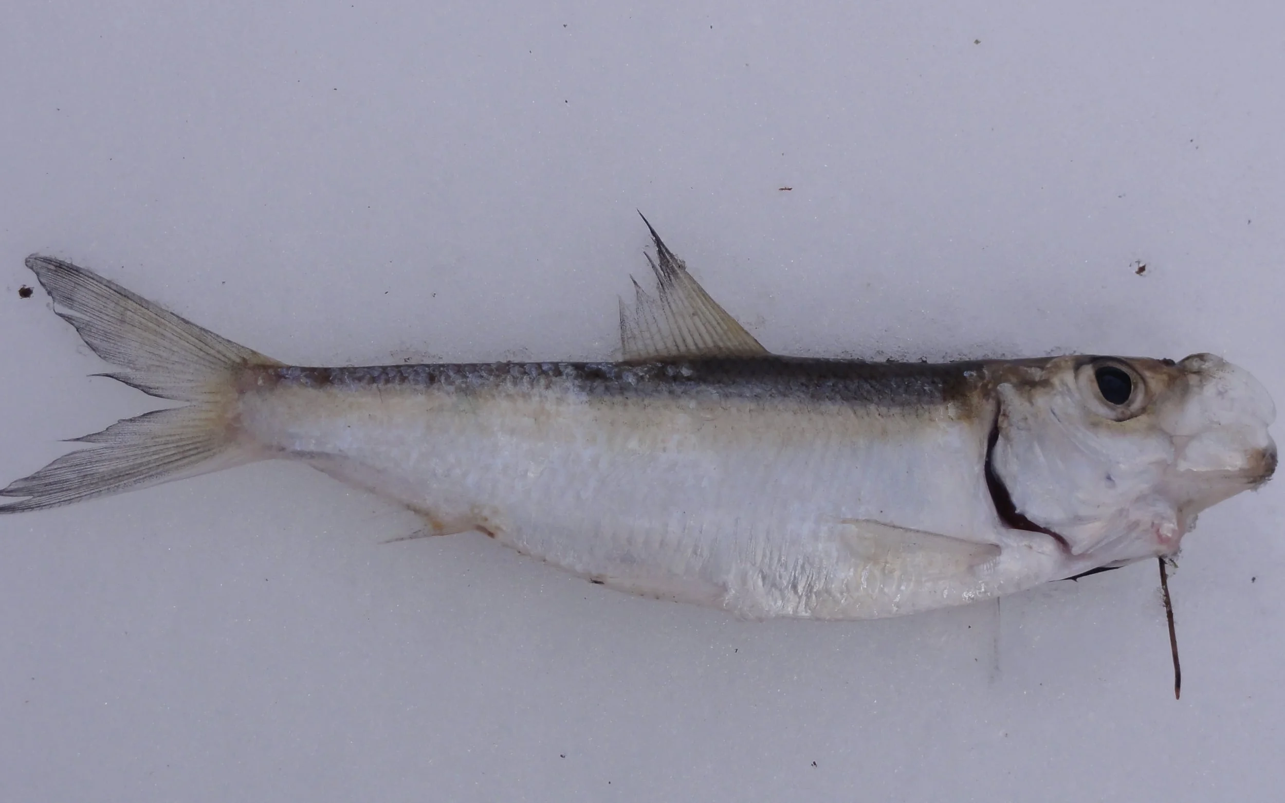 Alewives on the Delaware