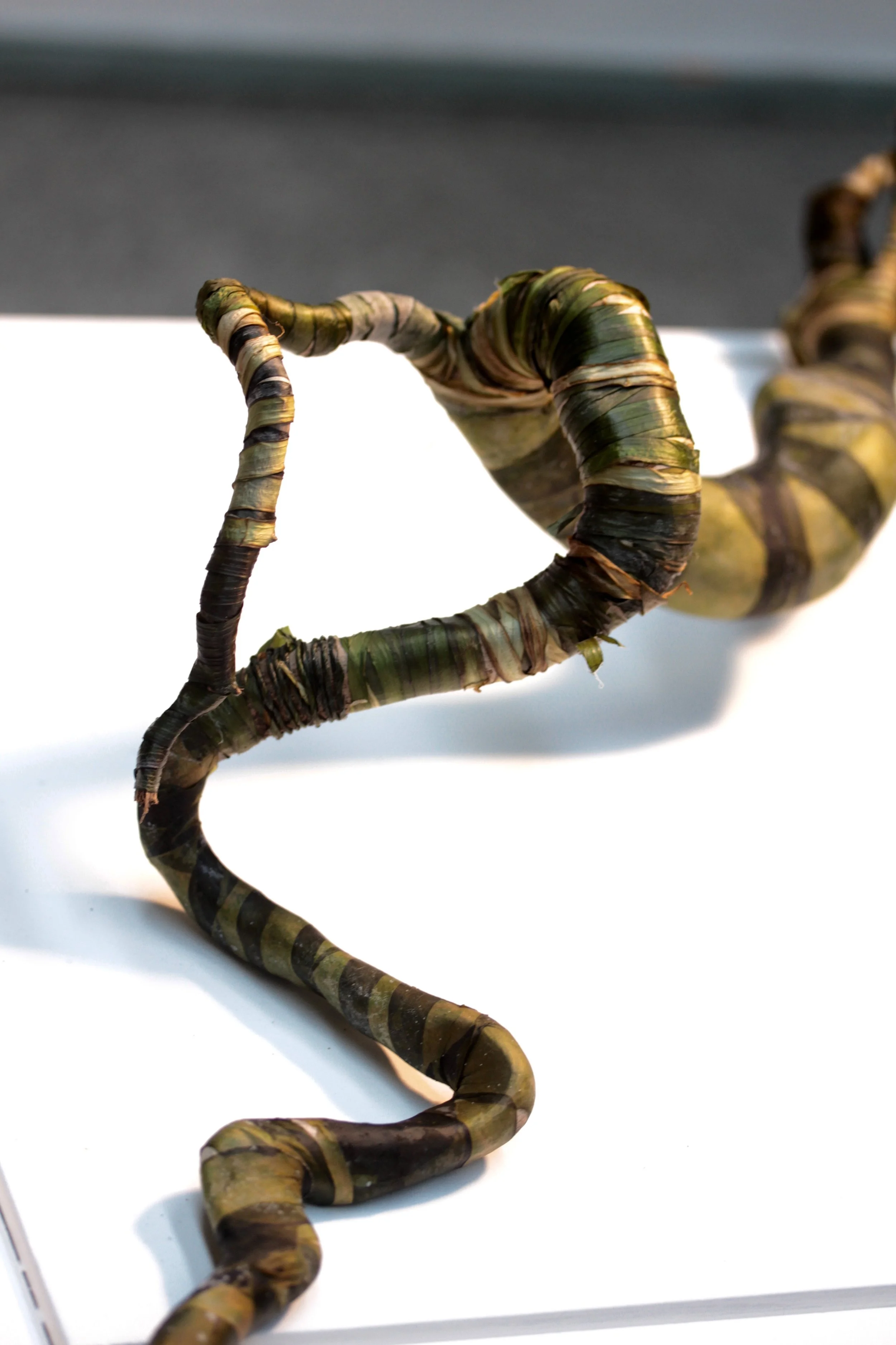 Boa Constrictor (detail)