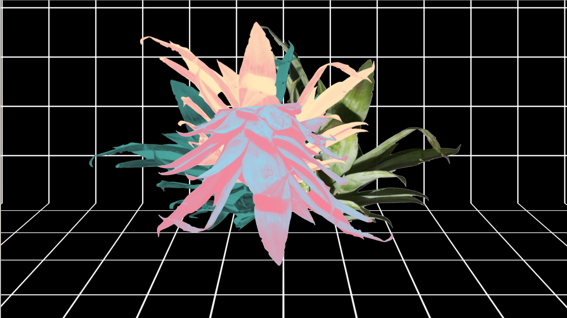    WNYC GREENSPACE    Event promos/Live visuals Designer/Animator 