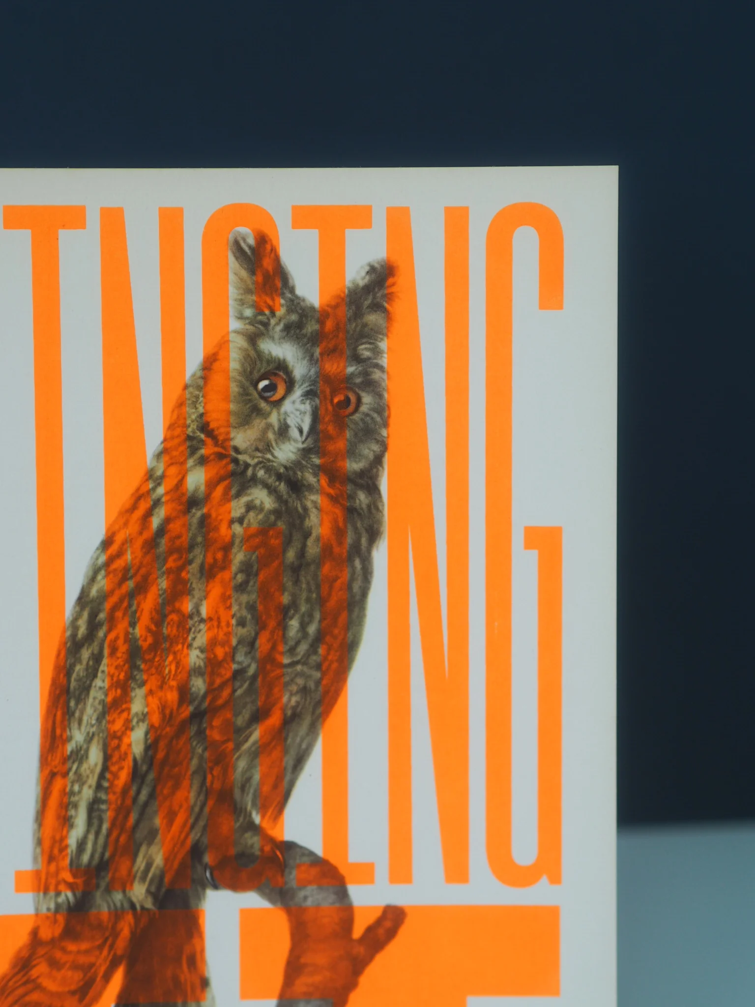 WINGING IT BIRDS — Basil & Ford