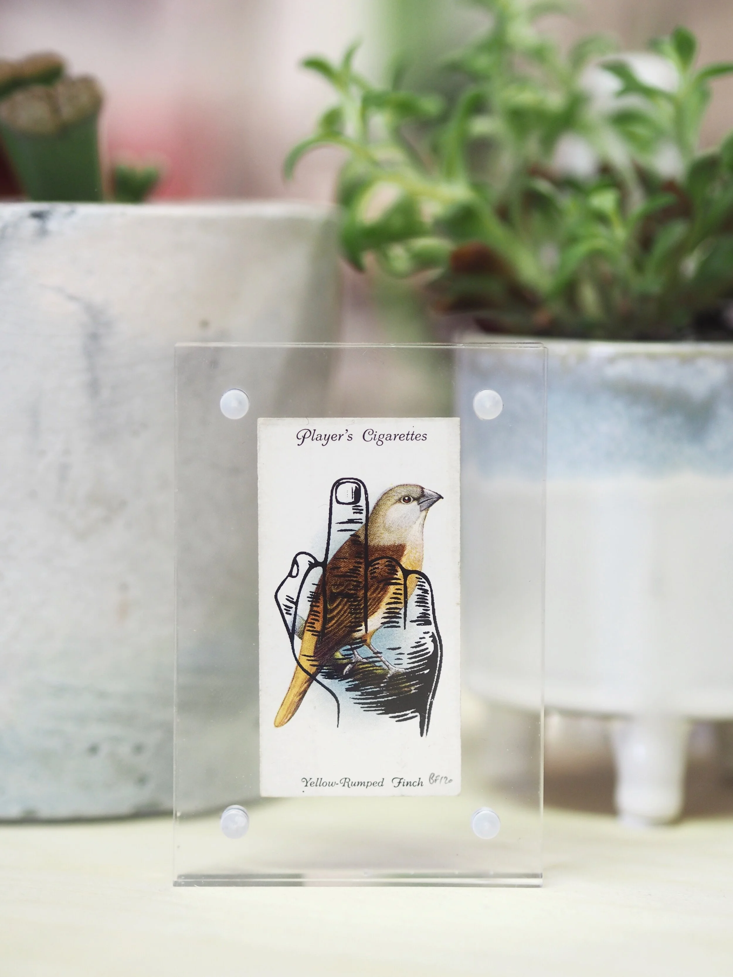 PERSPEX BOX FRAME — Basil & Ford