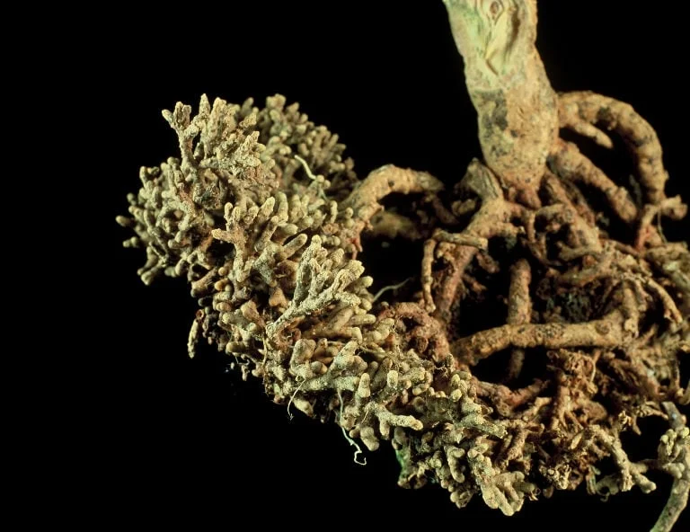 Cycad coralloid roots.JPG