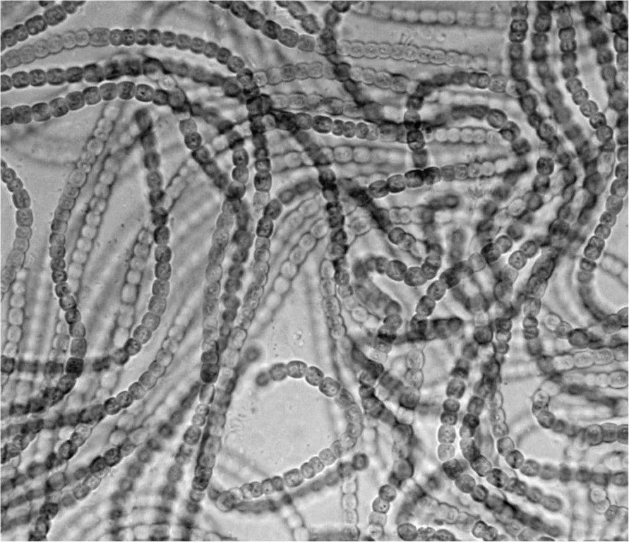 Nostoc isolated from Cycad micronesica root