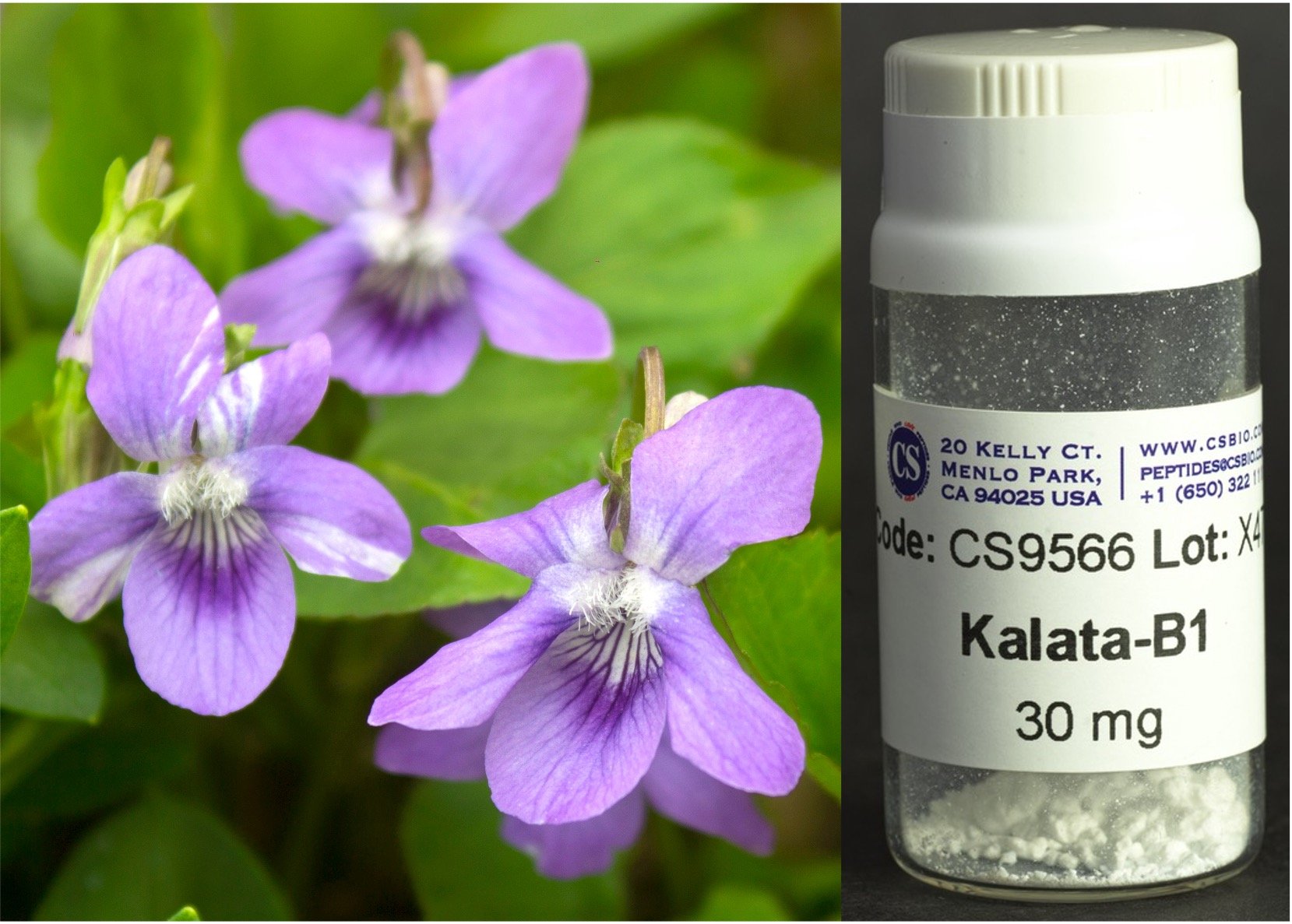  Synthesis of an anti-glioblastoma  cyclotide from violets    READ MORE  