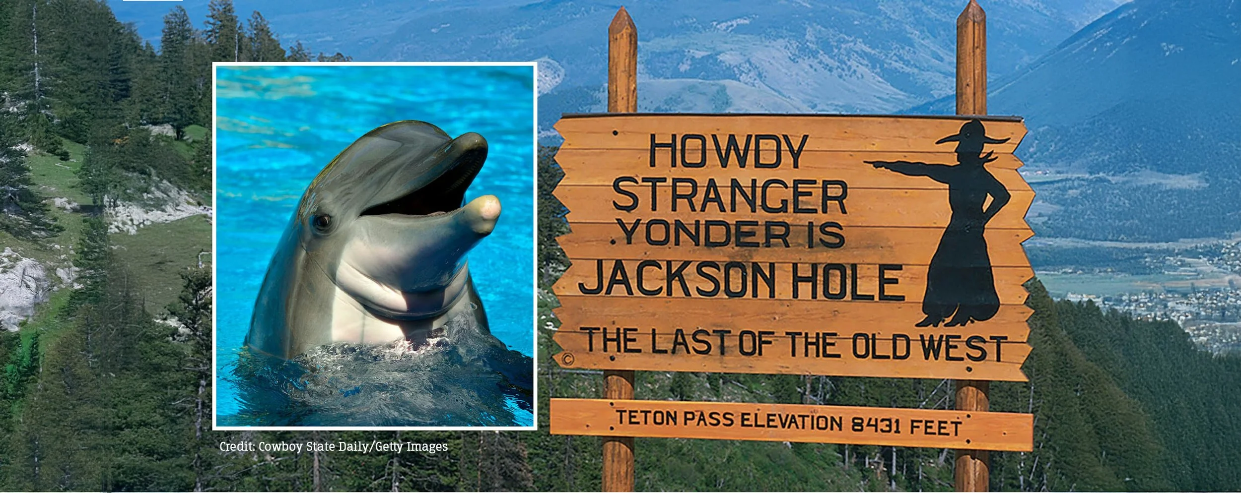  Could Dolphins Provide Clues to Alzheimer’s?   READ MORE  