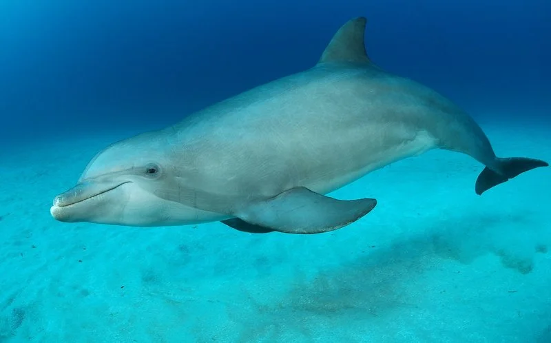  Could Dolphins Provide Clues to Alzheimer’s?   READ MORE  