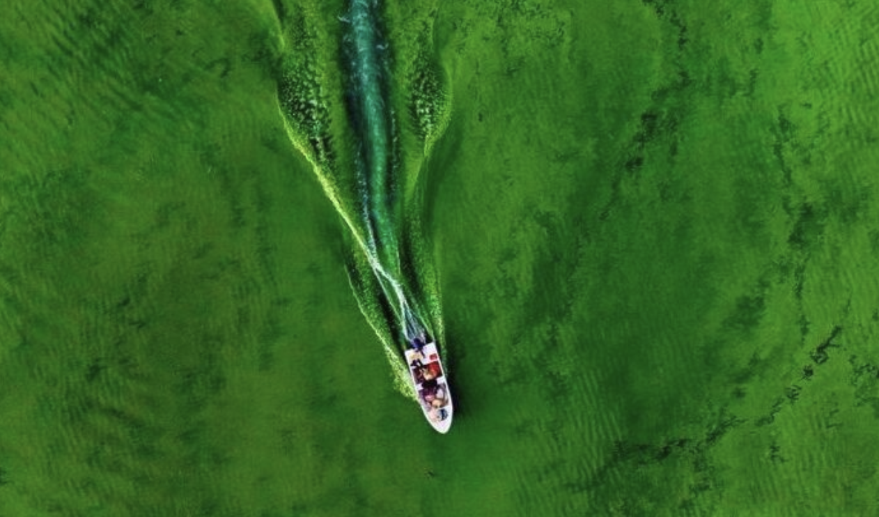 Toxic algae can travel through air, study finds