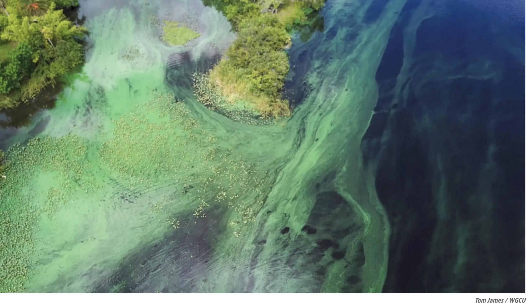 Researchers develop tools to test for airborne blue-green algae toxins in Southwest Florida