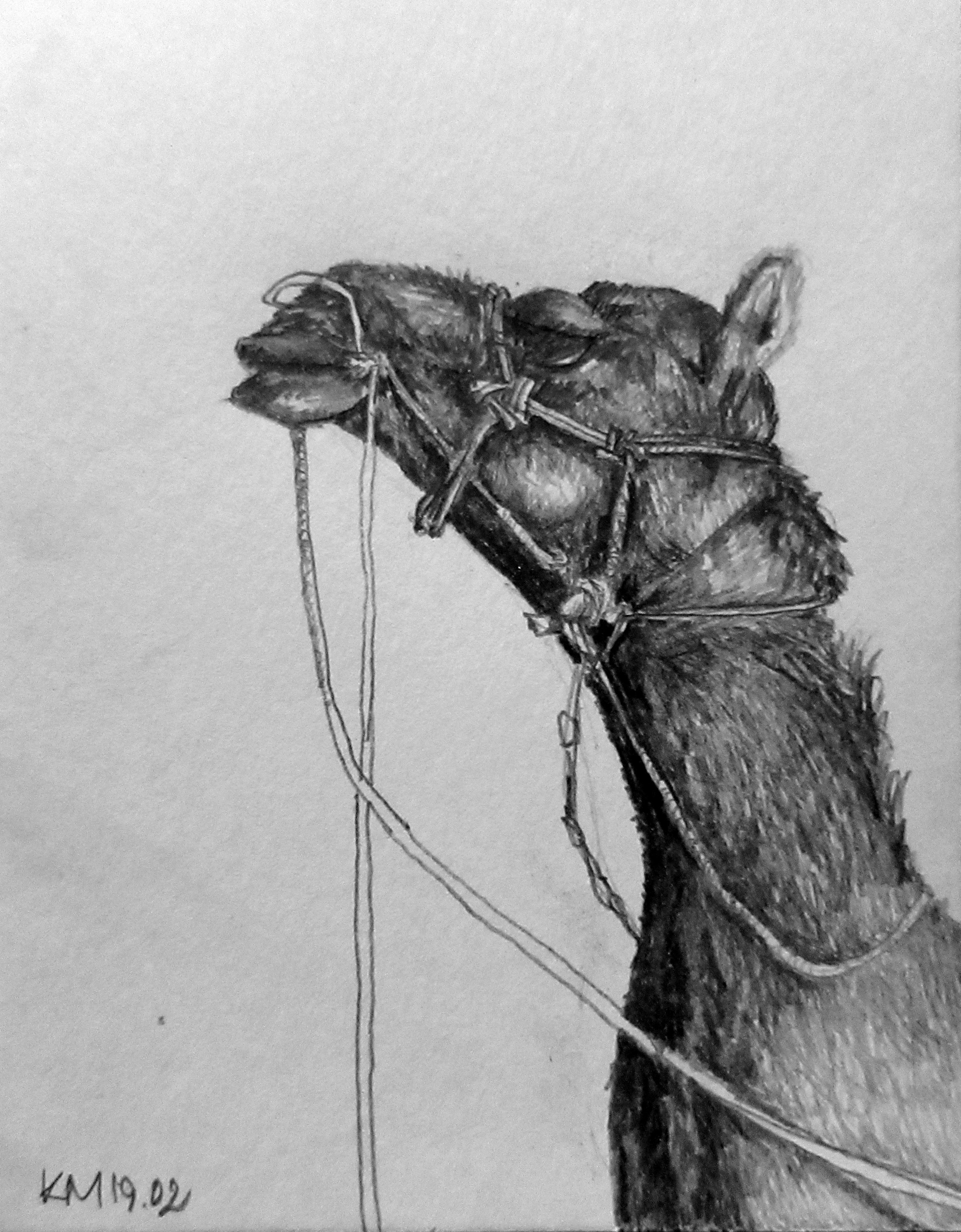 02.14 camel.jpg