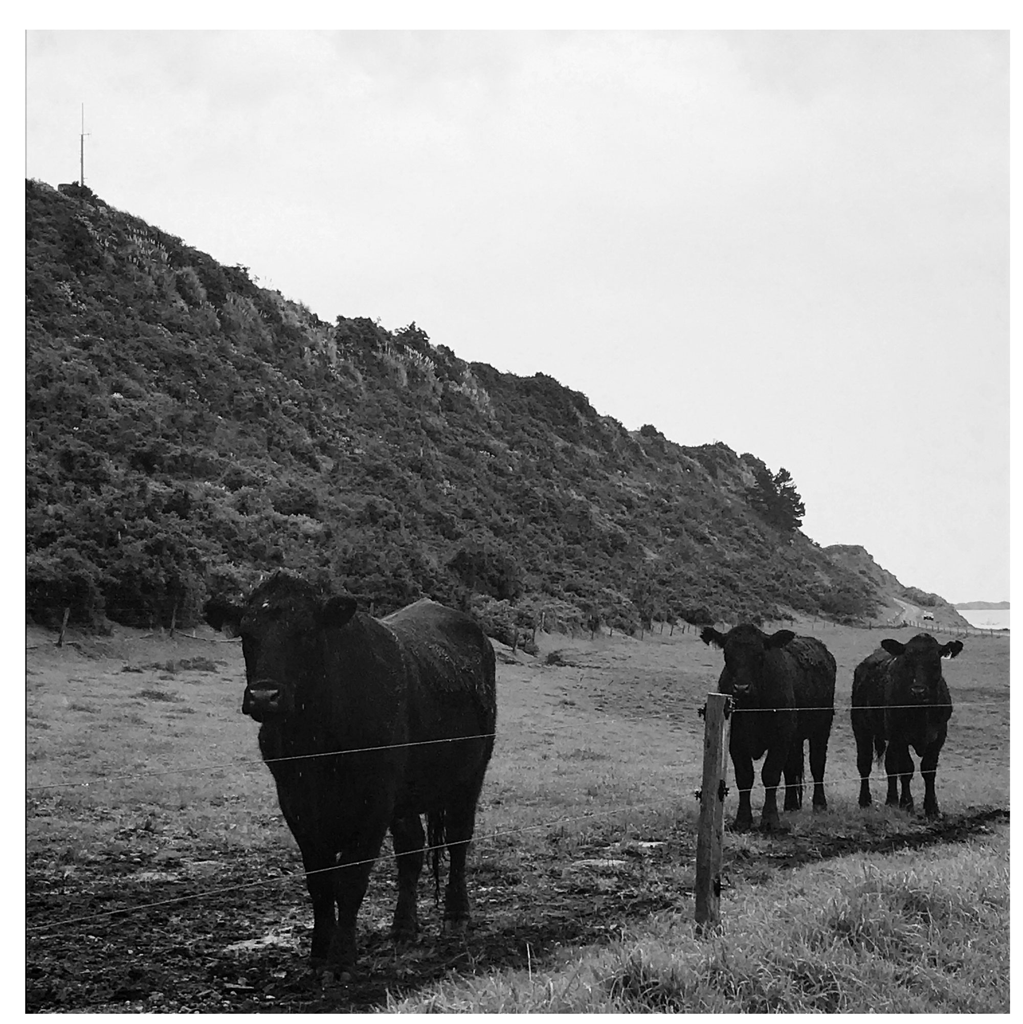 Cows in the rain matching my mood, 7 October 2017