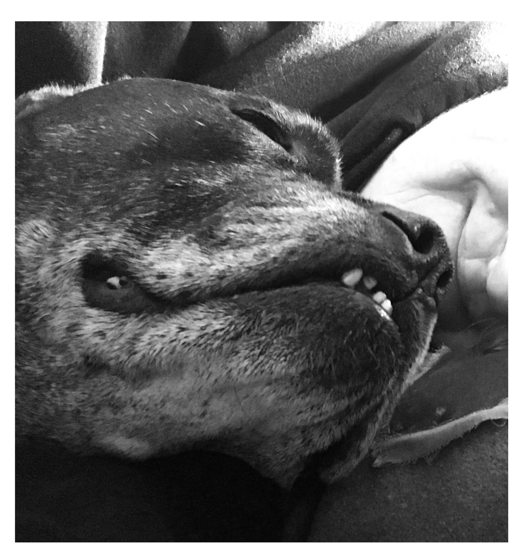 Seth smiling with his old-boy snout, 20 October 2017
