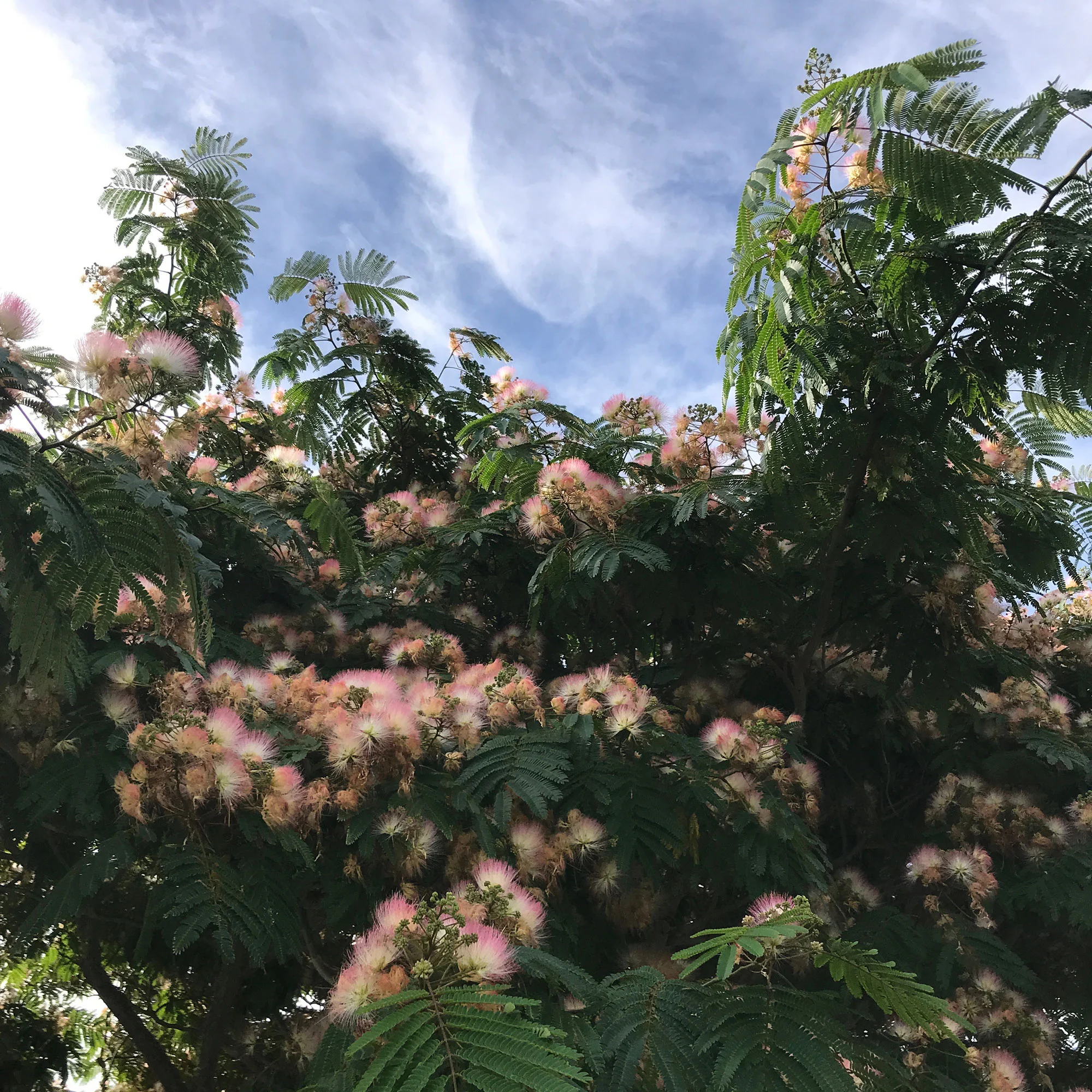 pink_blossom_tree_with_blue_sky_web.jpg