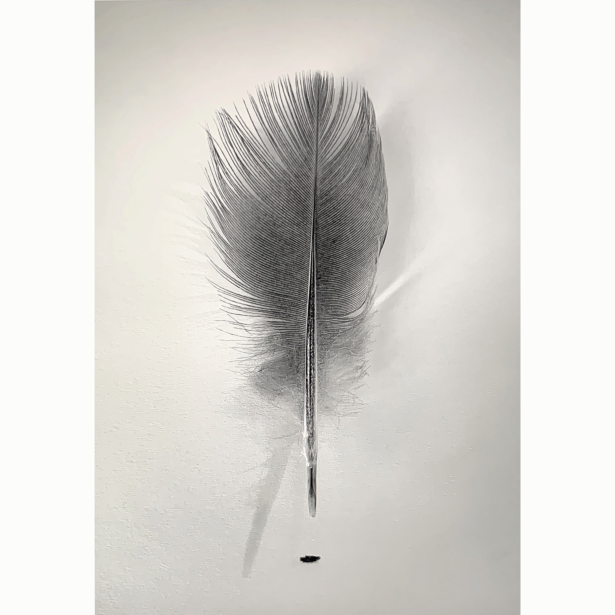FEATHER_2019-21x21_web.gif
