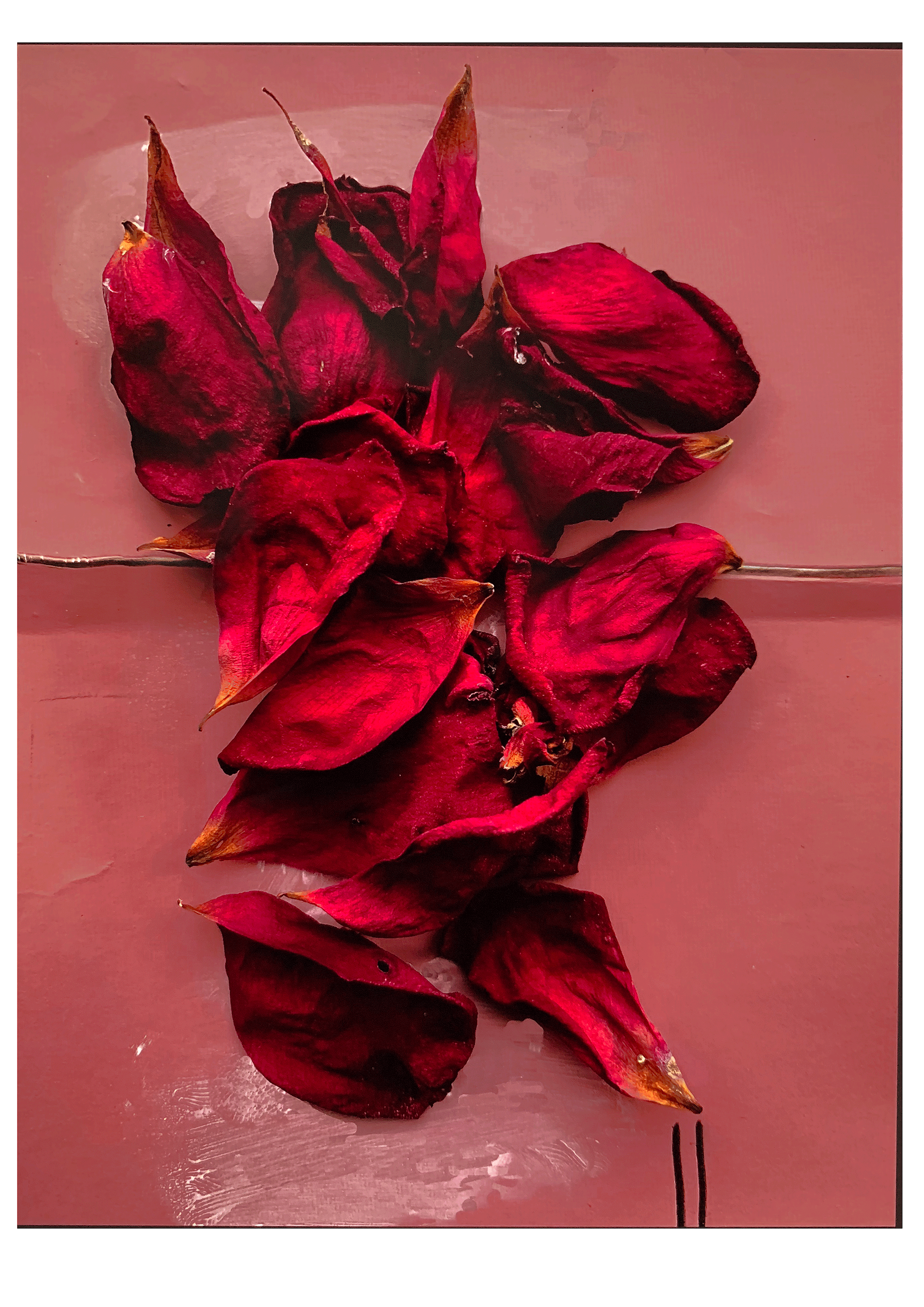 Red rose for us, 2019