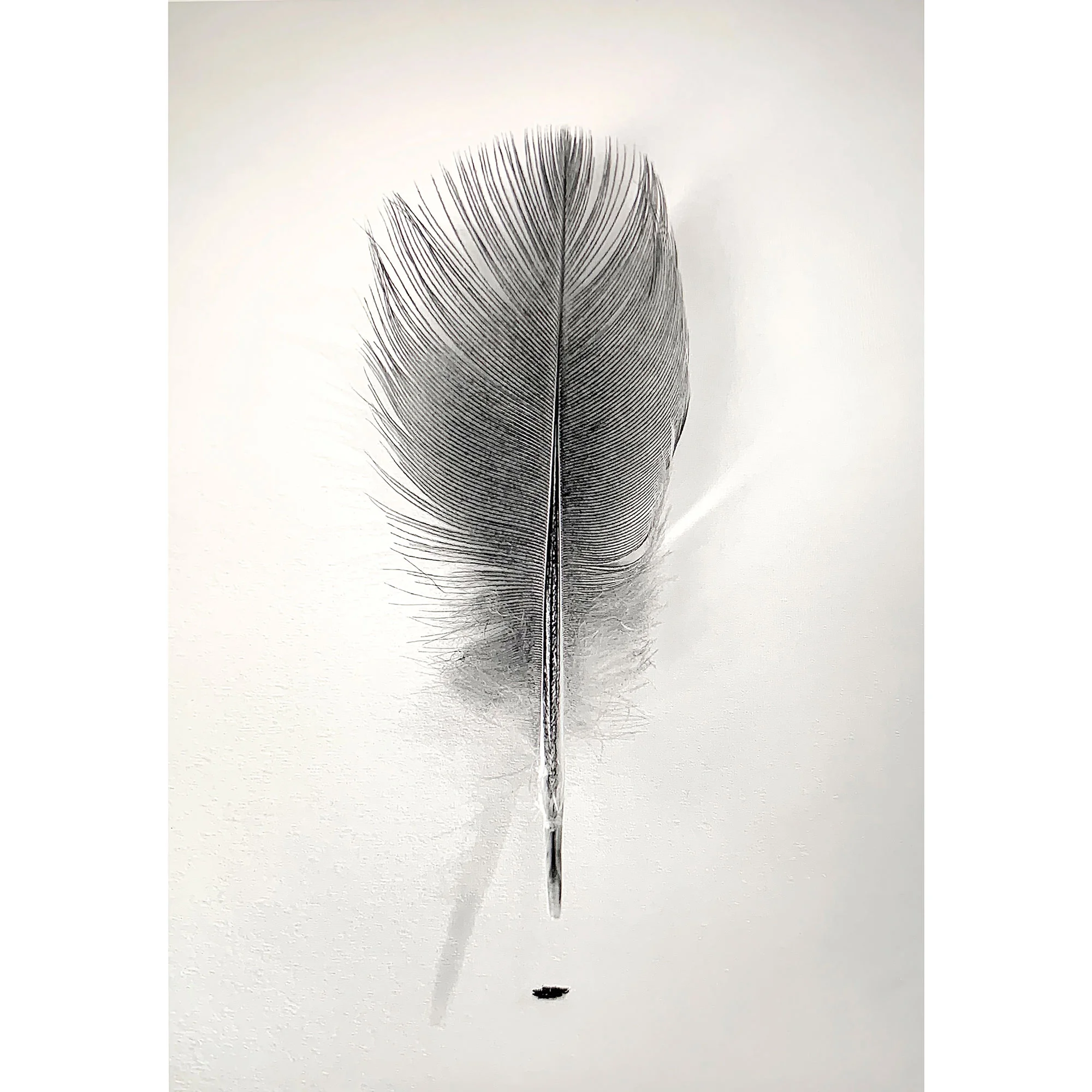 Feather, 2019