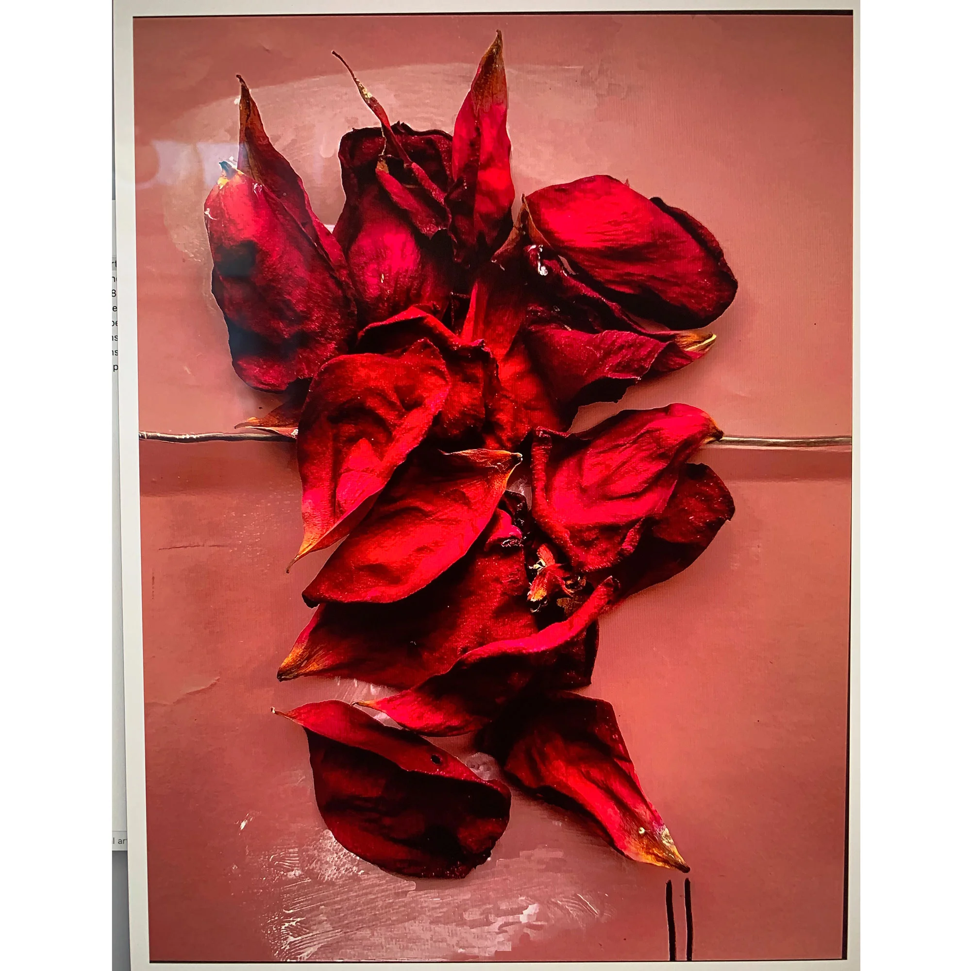 Red rose for us. 2019