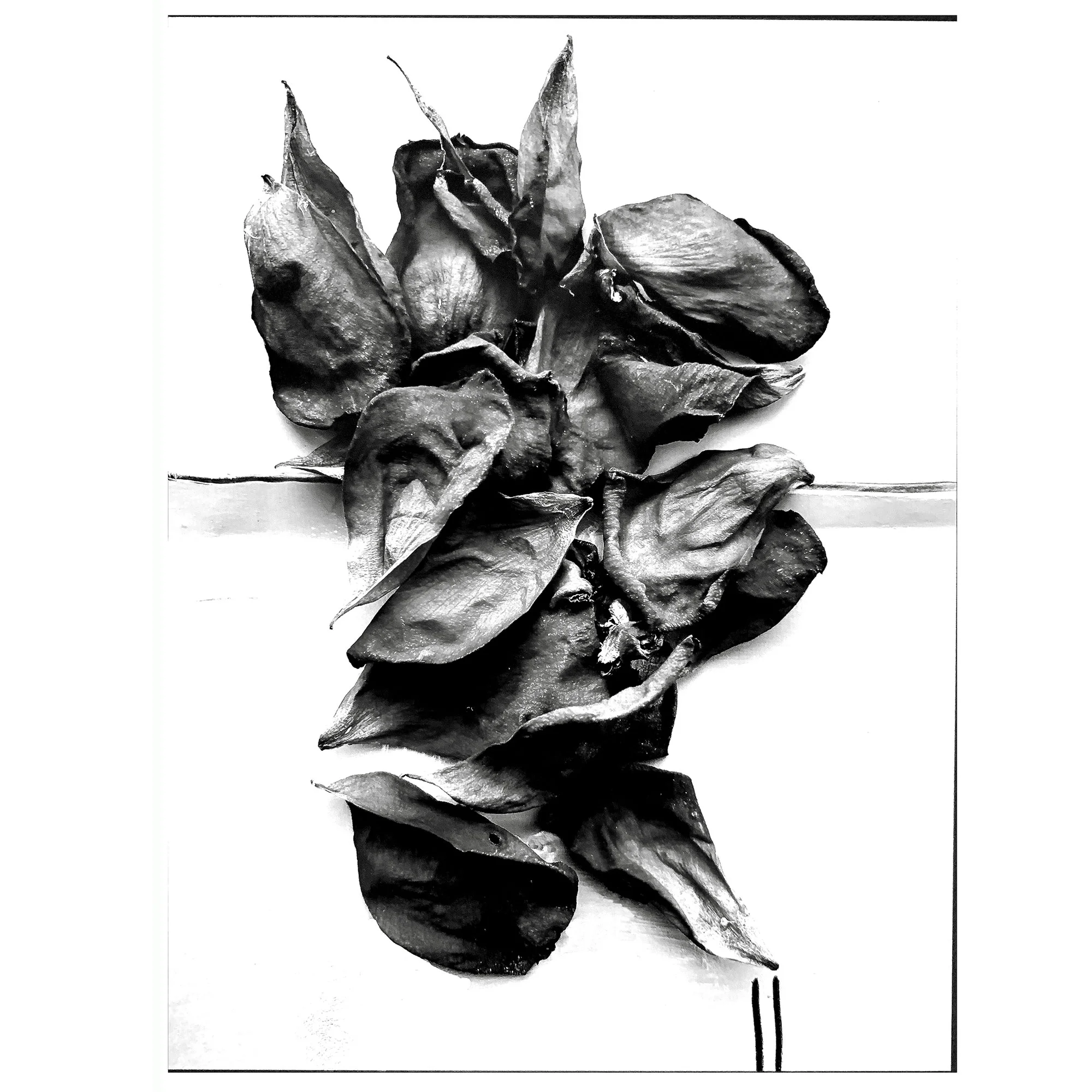 Black Rose, 2019 (SR)