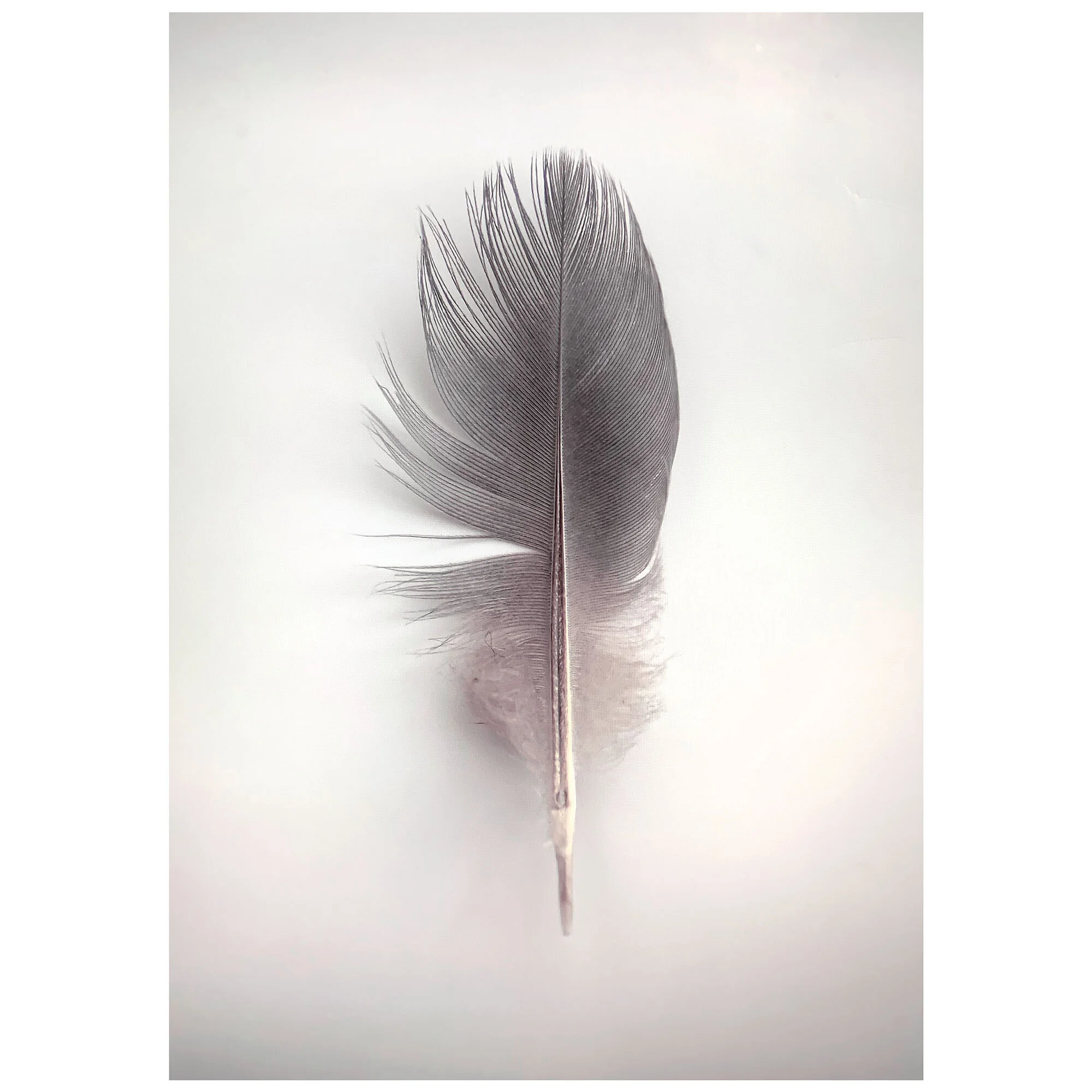 Feather, 2020