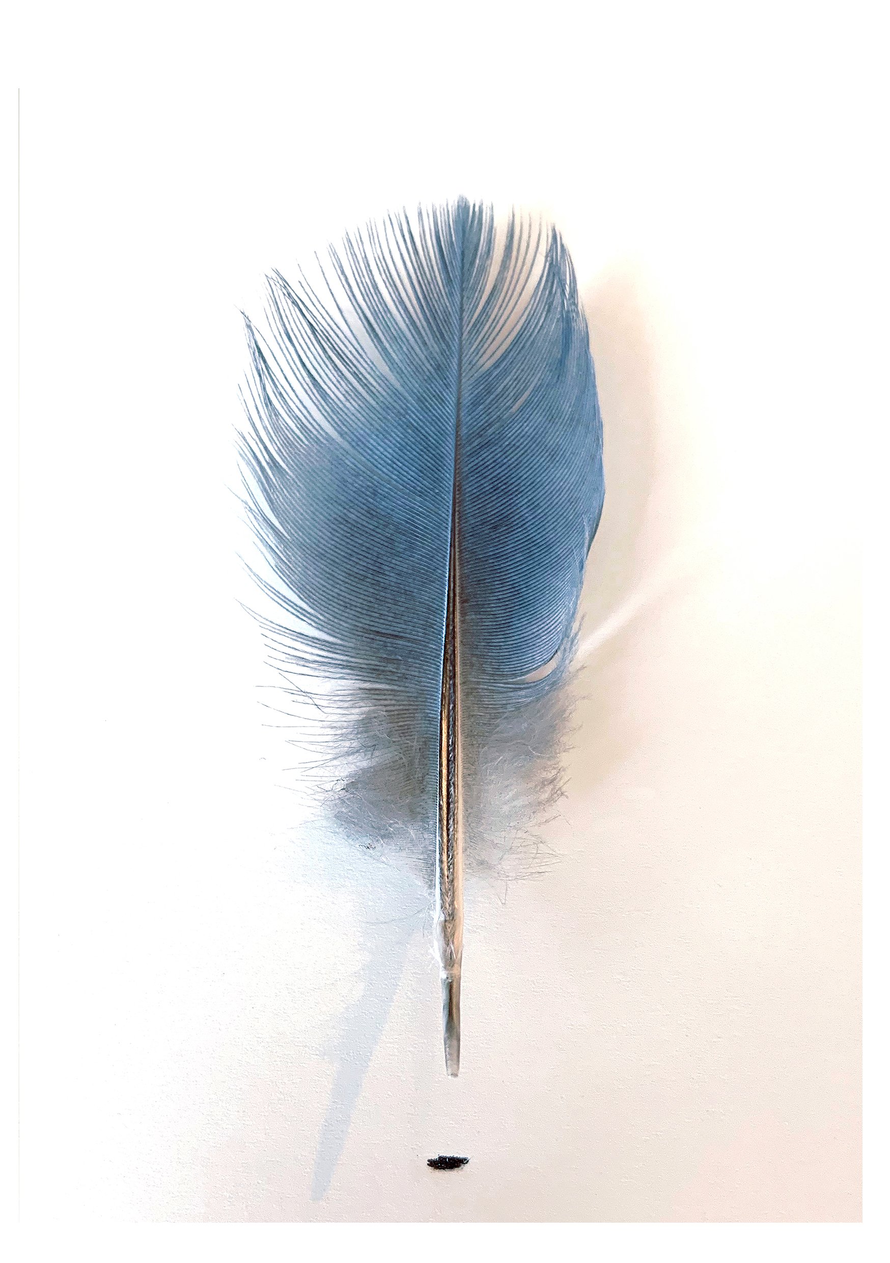 Blue feather, 2021