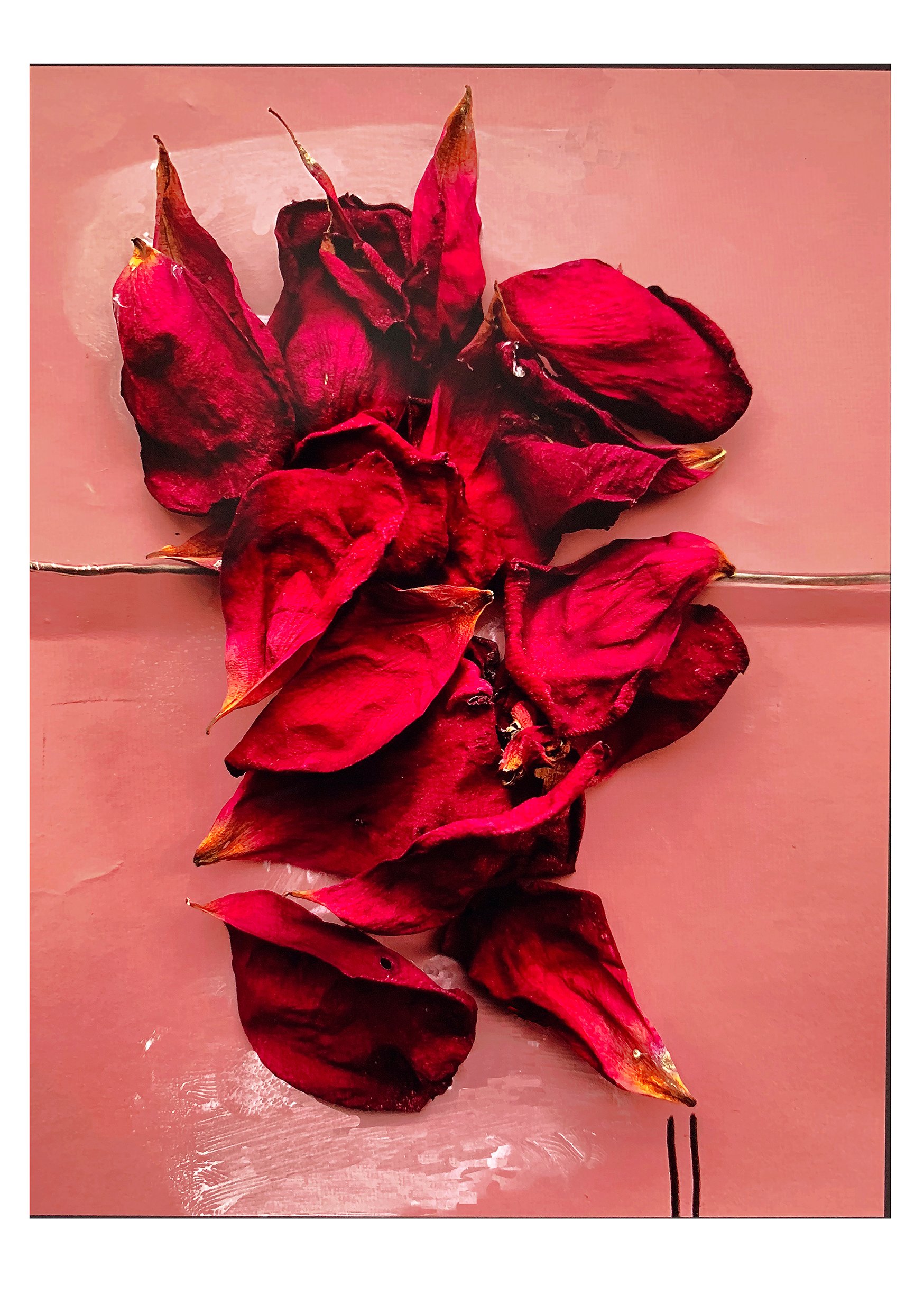 Red rose for us, 2019