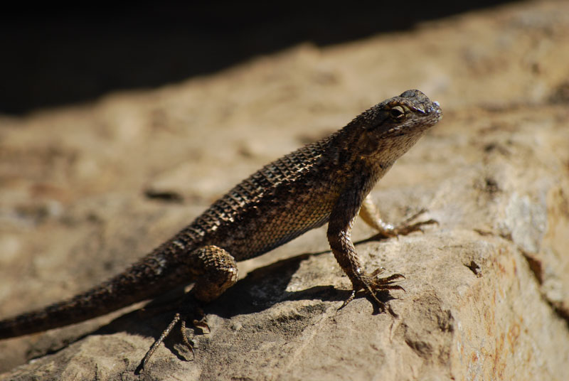 Western Fence Lizard, Malibu, CA