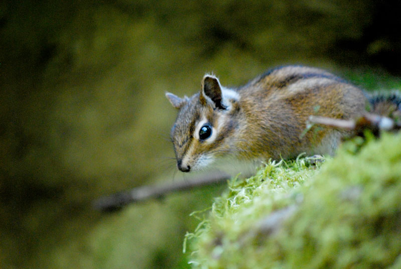 Townsend's Chipmunk, Washington Park, OR