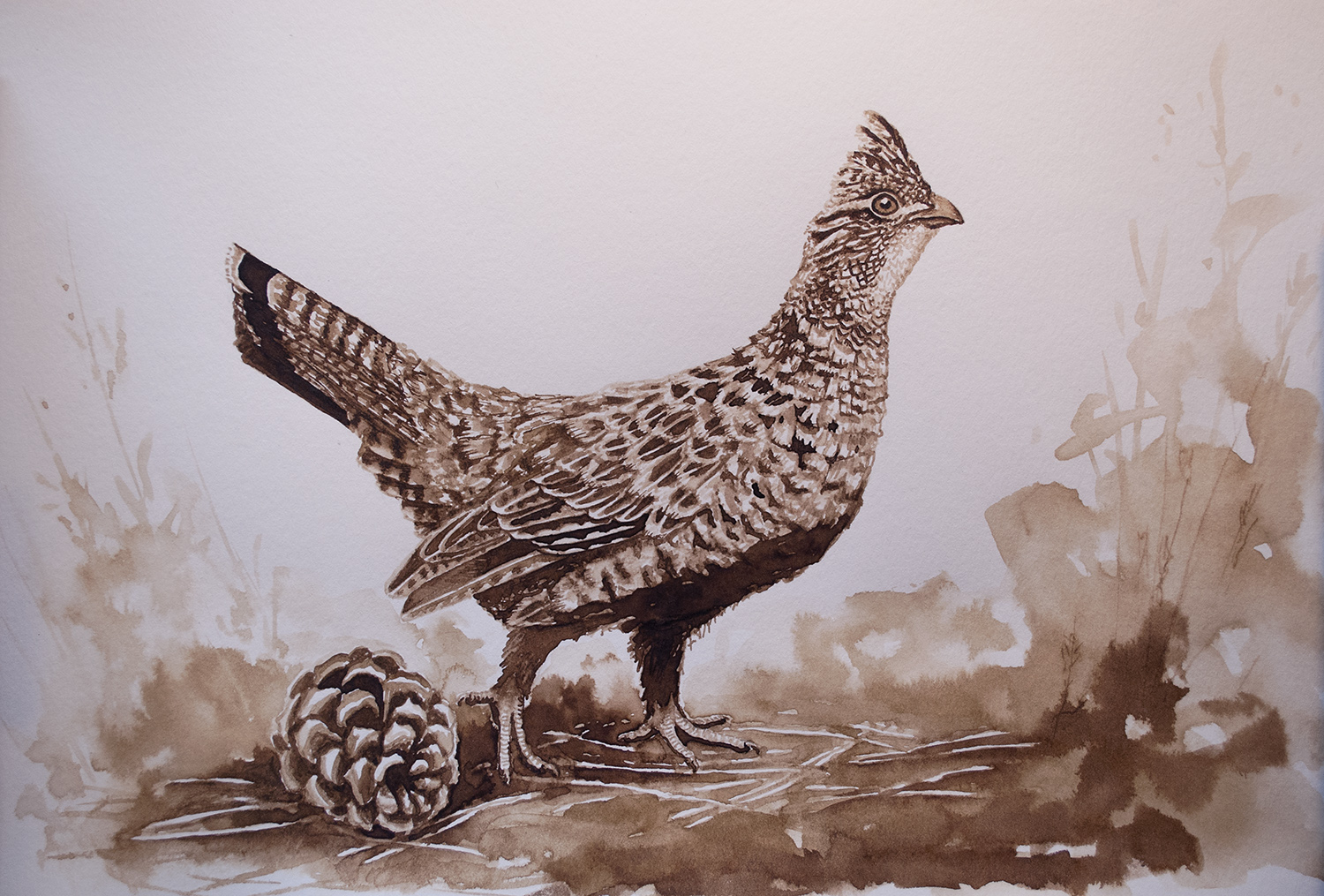 Ruffed Grouse, Walnut Ink on Paper