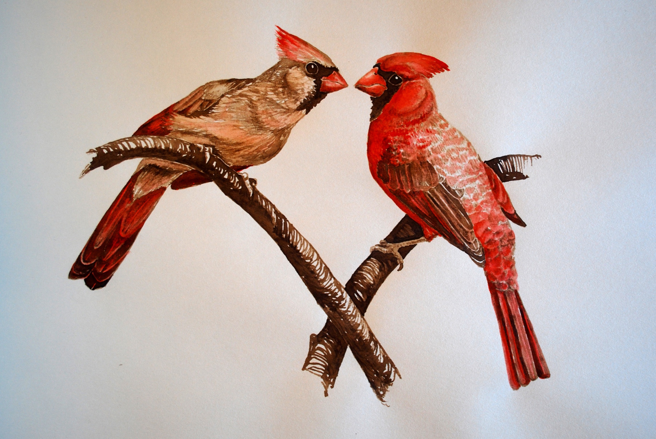 Northern Cardinals, Walnut Ink and Drawing Ink on Paper