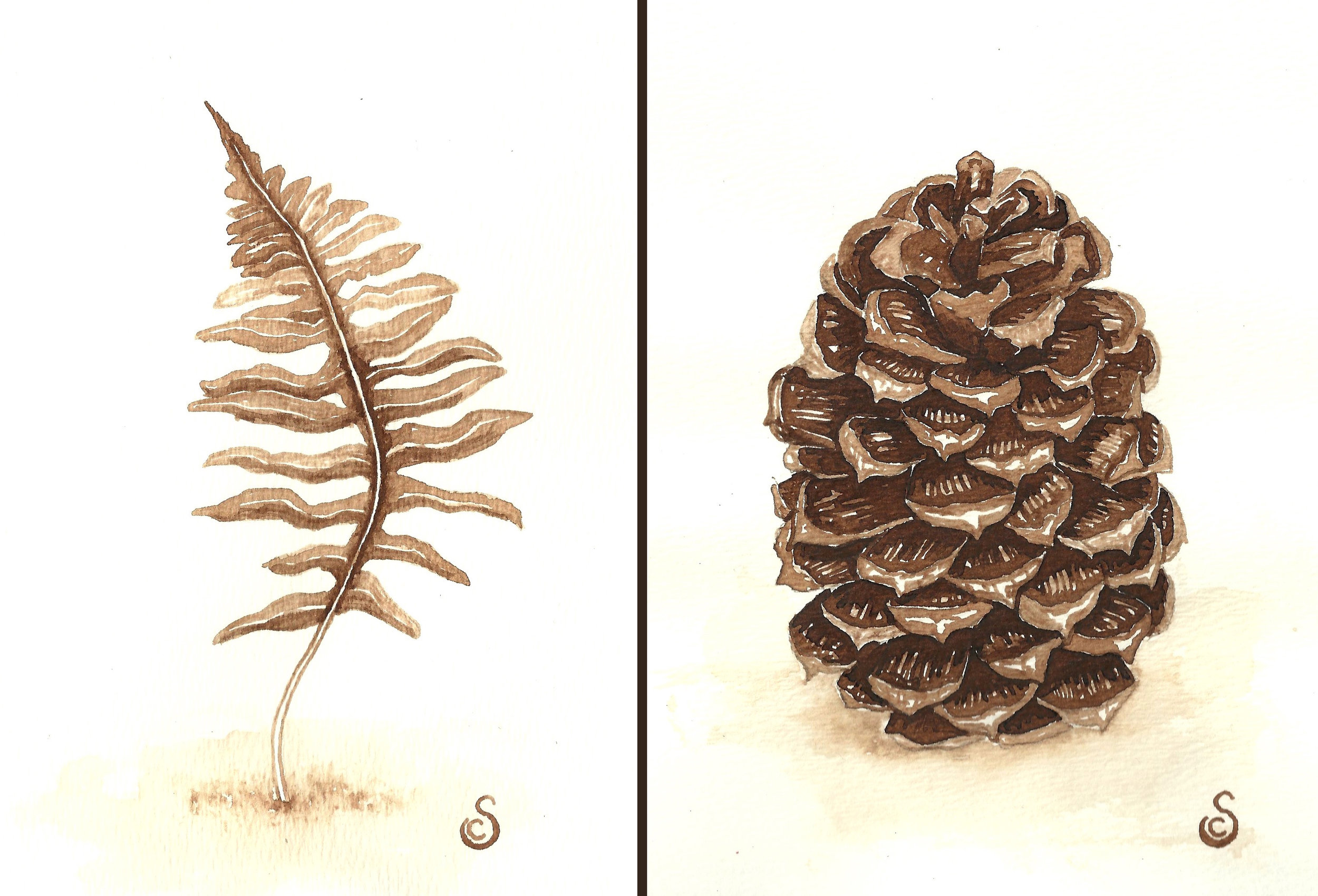 Fern and Pinecone, Walnut Ink on Paper