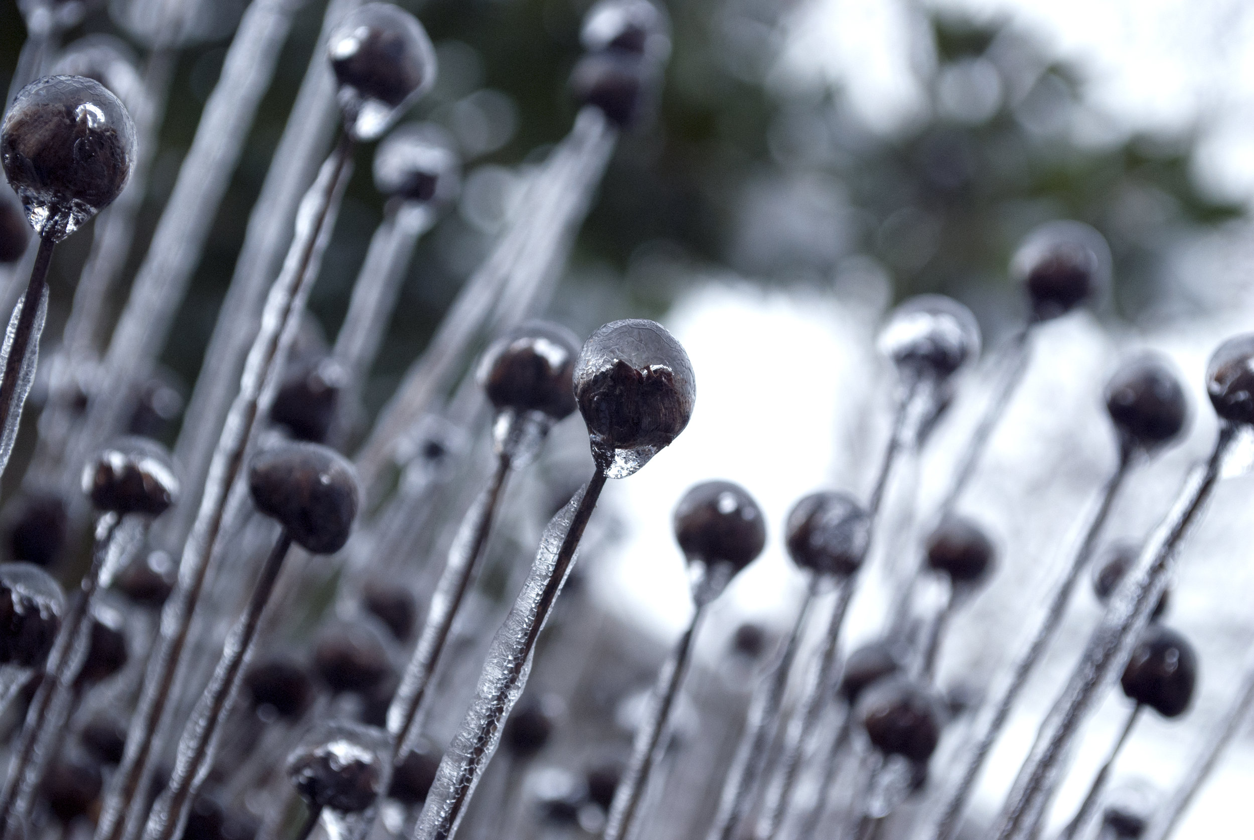 Freezing Rain, Portland, OR