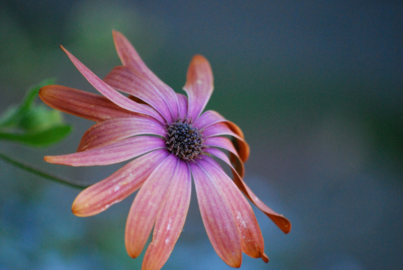 African Daisy, Portland, OR