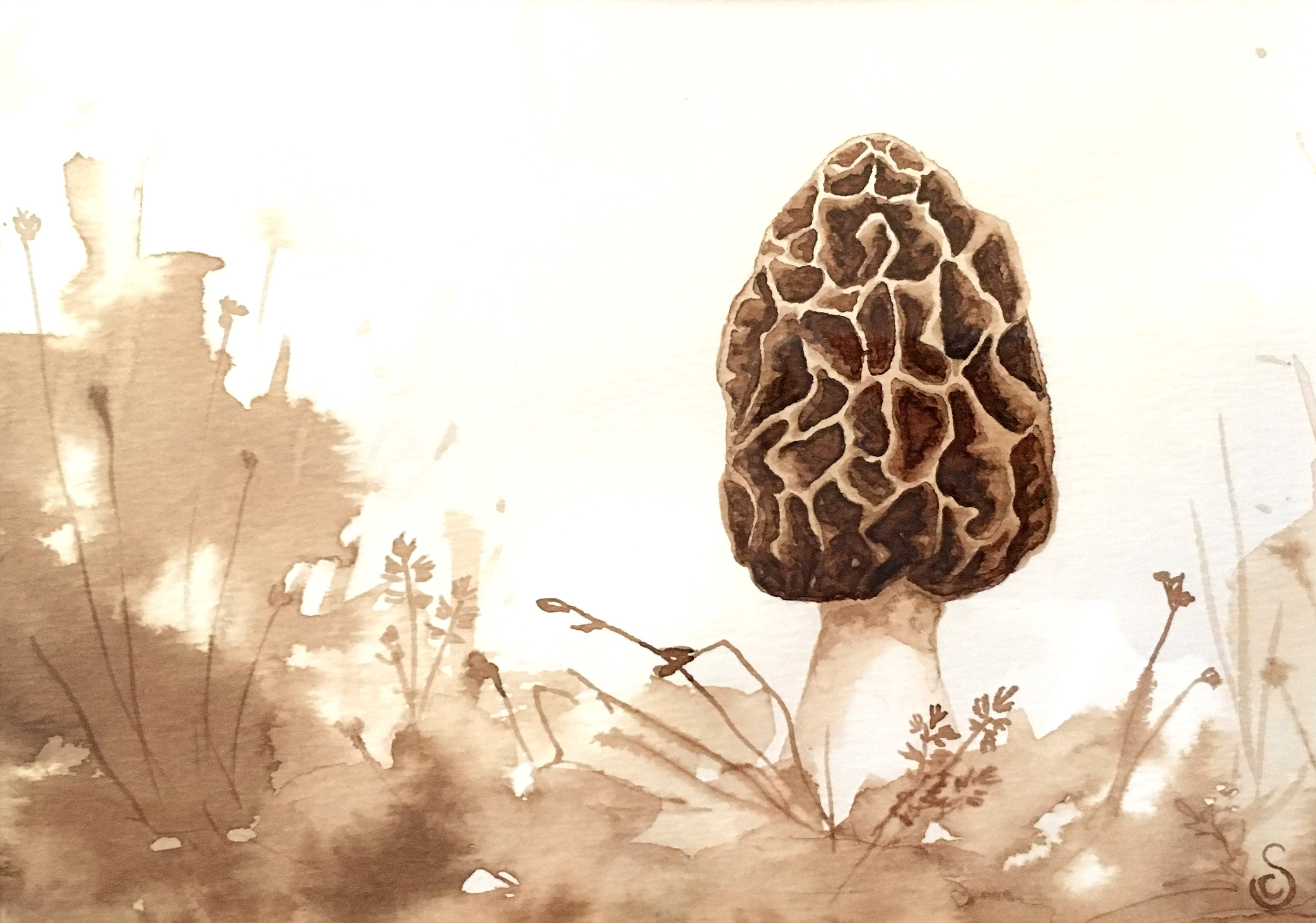 Morel Mushroom, Walnut Ink on Paper