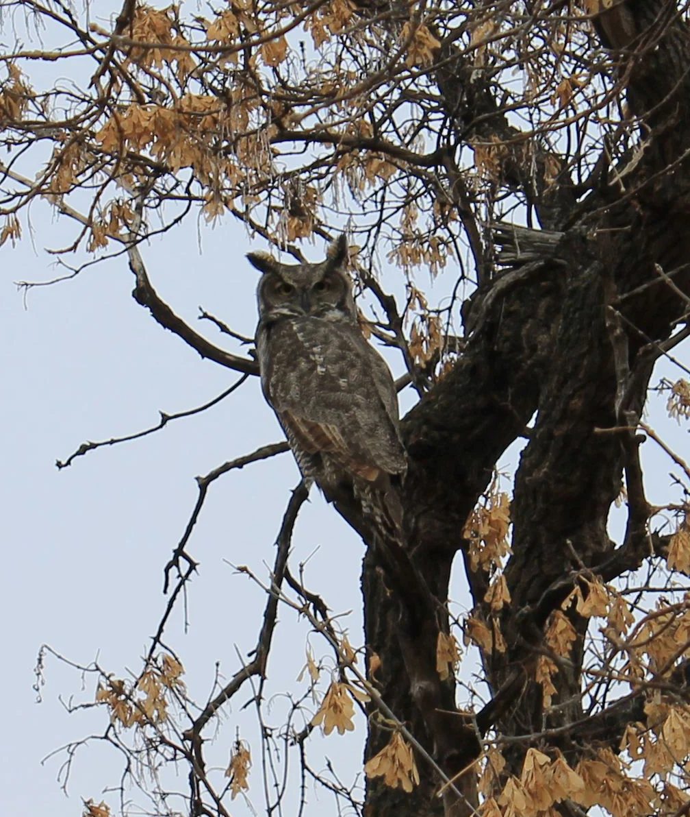 Hootie