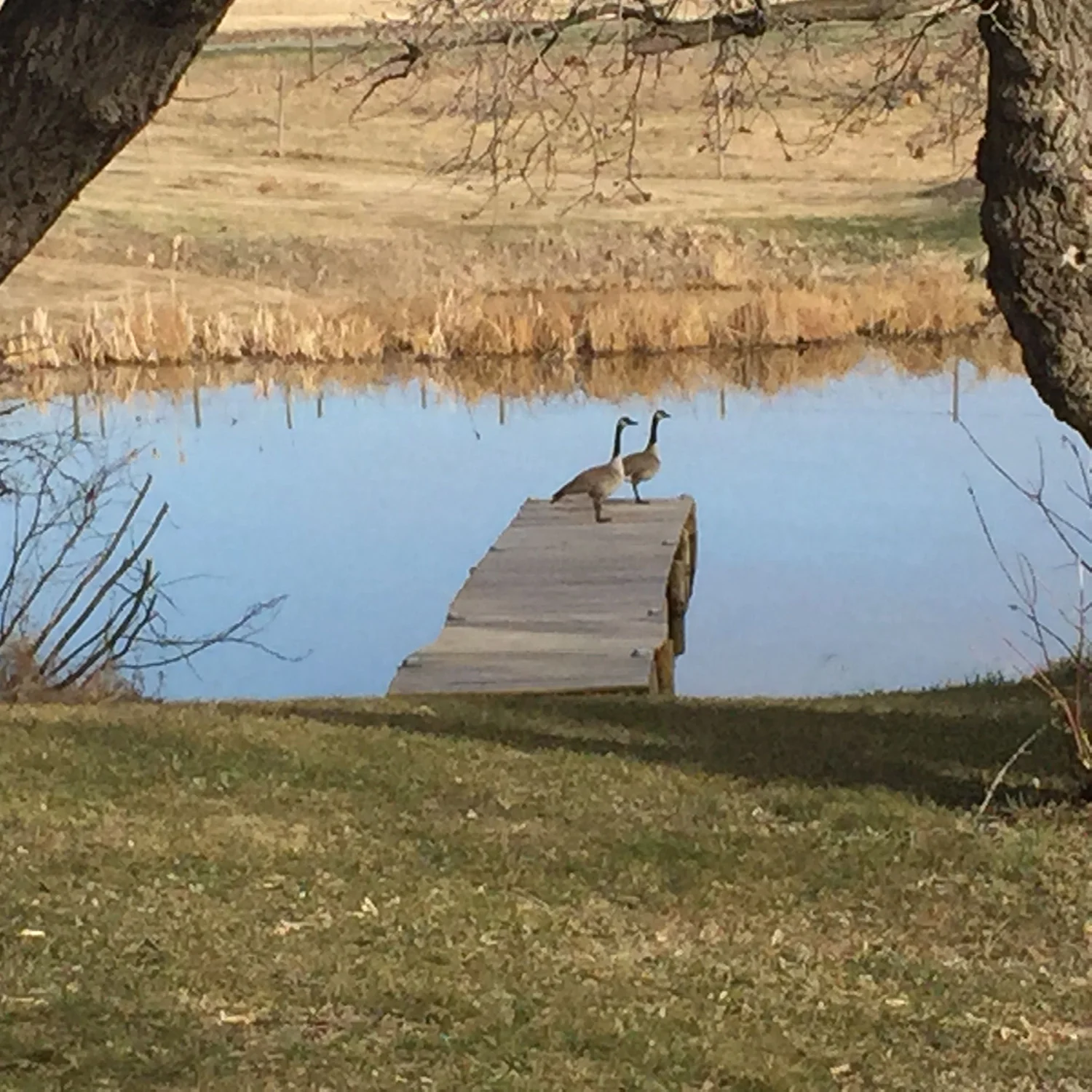 Canada Geese
