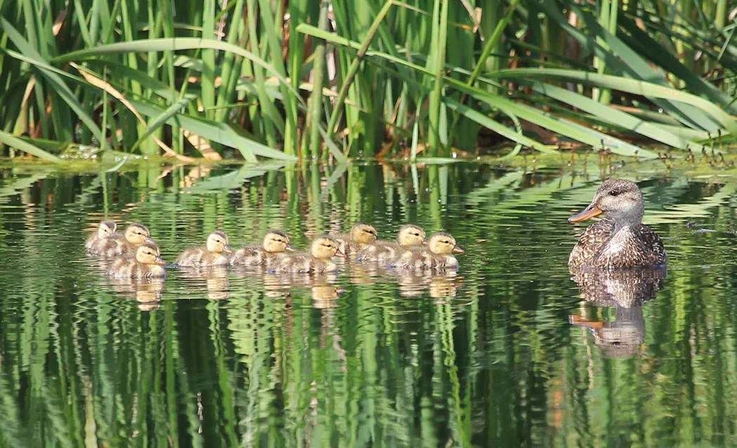Duck and her ducklings