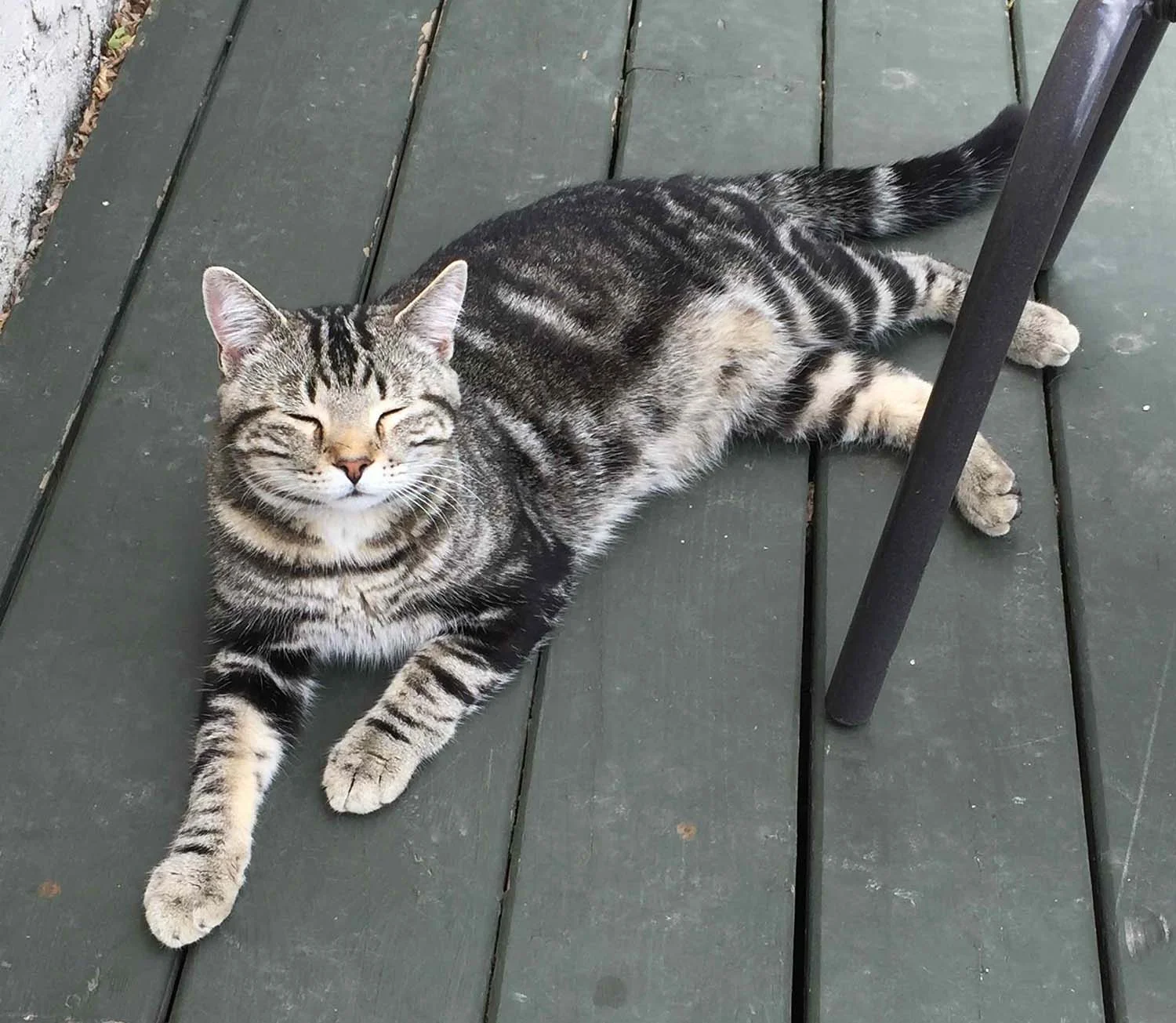 Foreman the shop cat