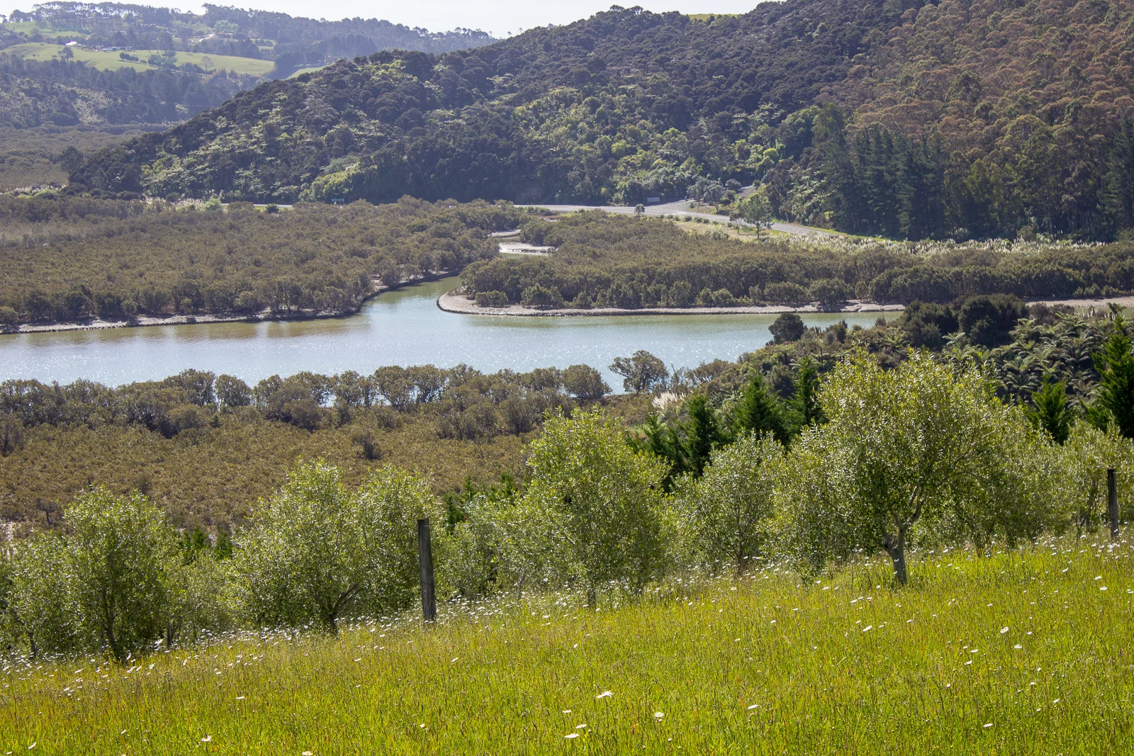 Lot 8 Frantoio Ridge Rd (3 of 7).jpg