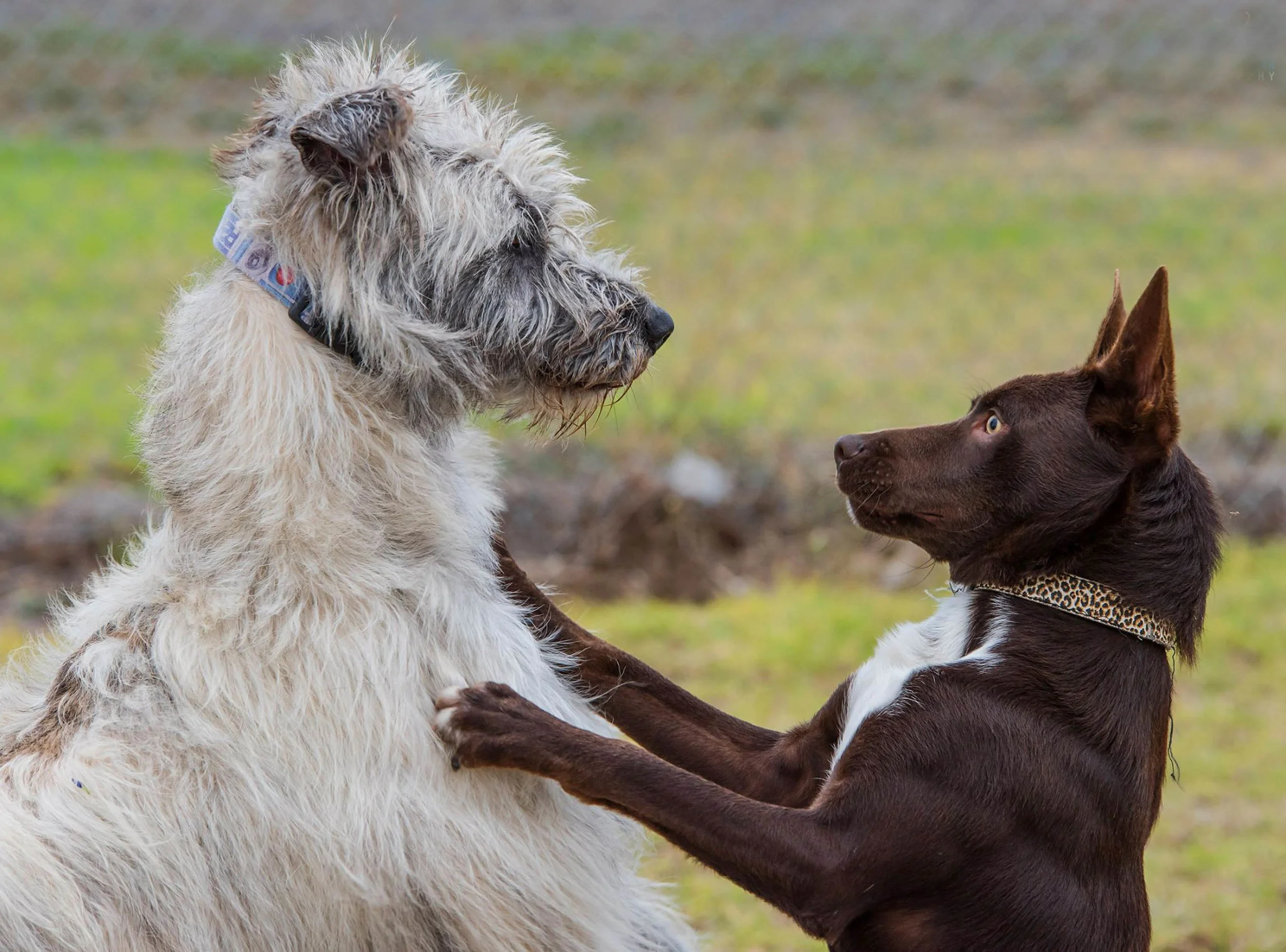 Describe this pose...?