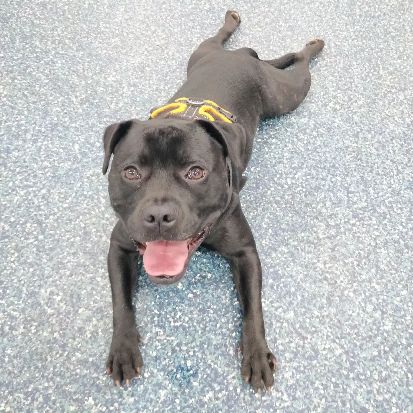 Staffy Andrew and his awesome folks came in for a 1:1 session where we focused on engagement skills and loose lead walking. 

As you can see he and his Ma absolutely nailed it and I am really looking forward to seeing how they progress through our tr