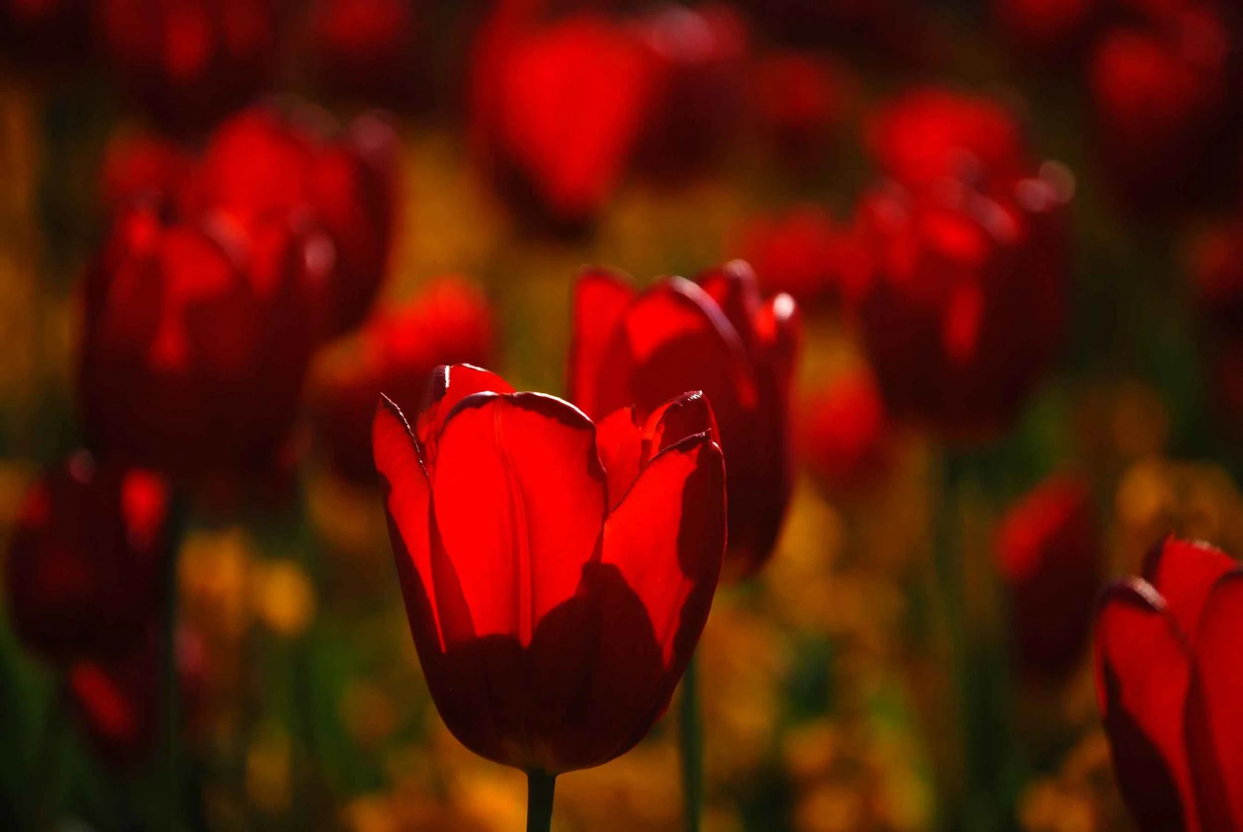 redtulips.jpg